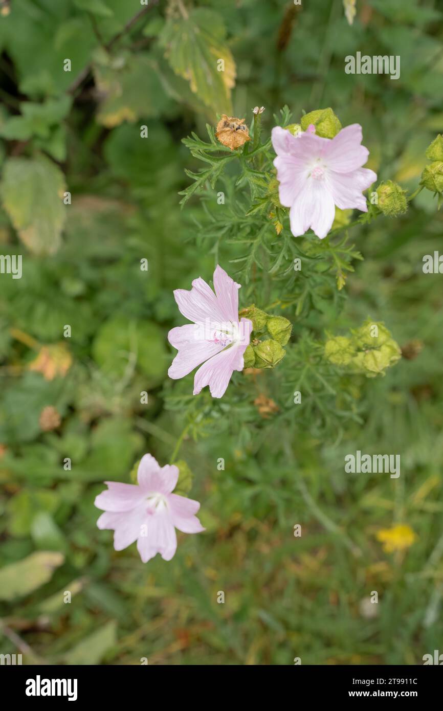 Nahaufnahme der wunderschönen rosa Moschusmalve (Malva moschata) Blumen, die wild wachsen Stockfoto