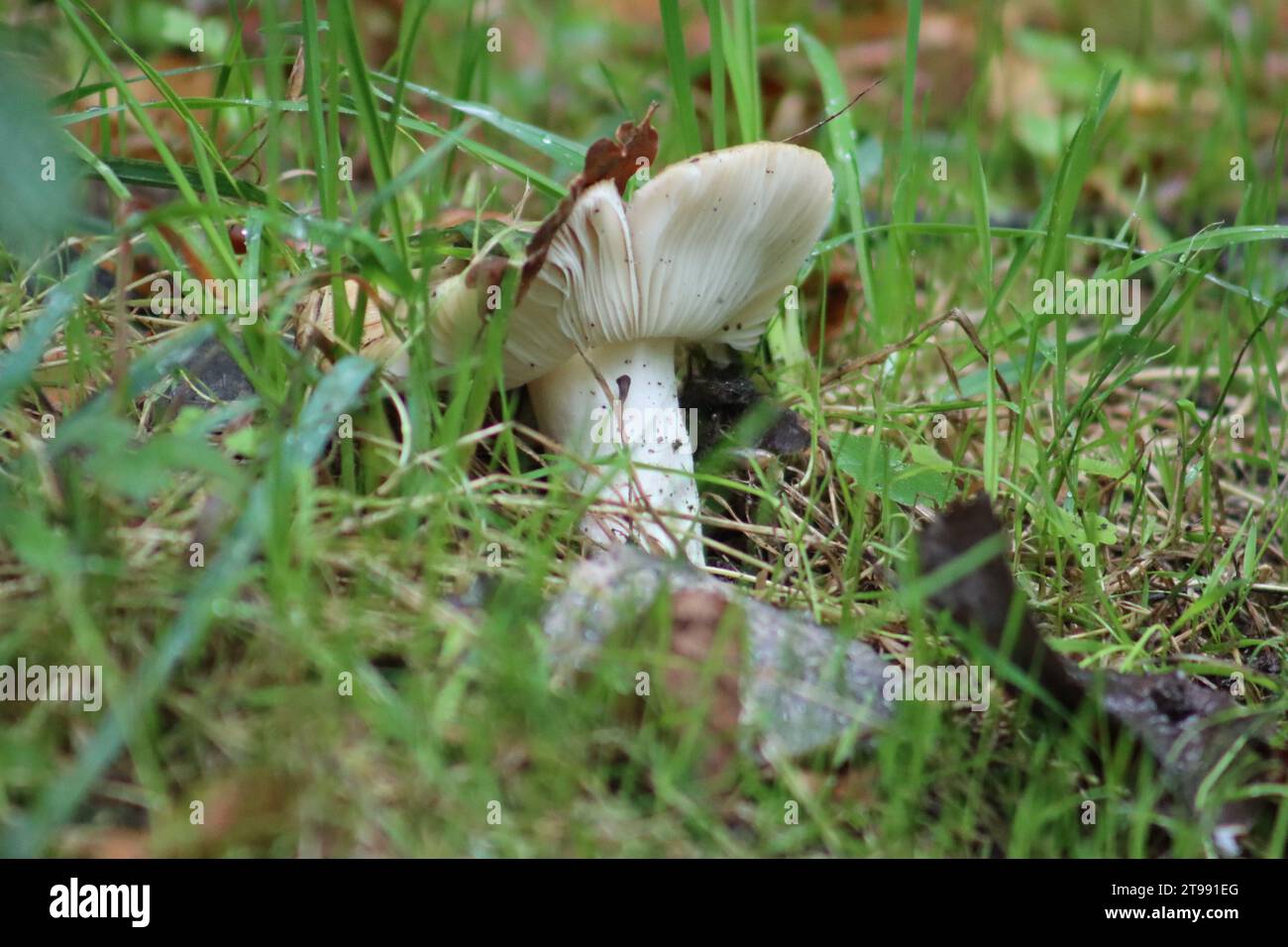 Pilze im Gras im Wald Stockfoto