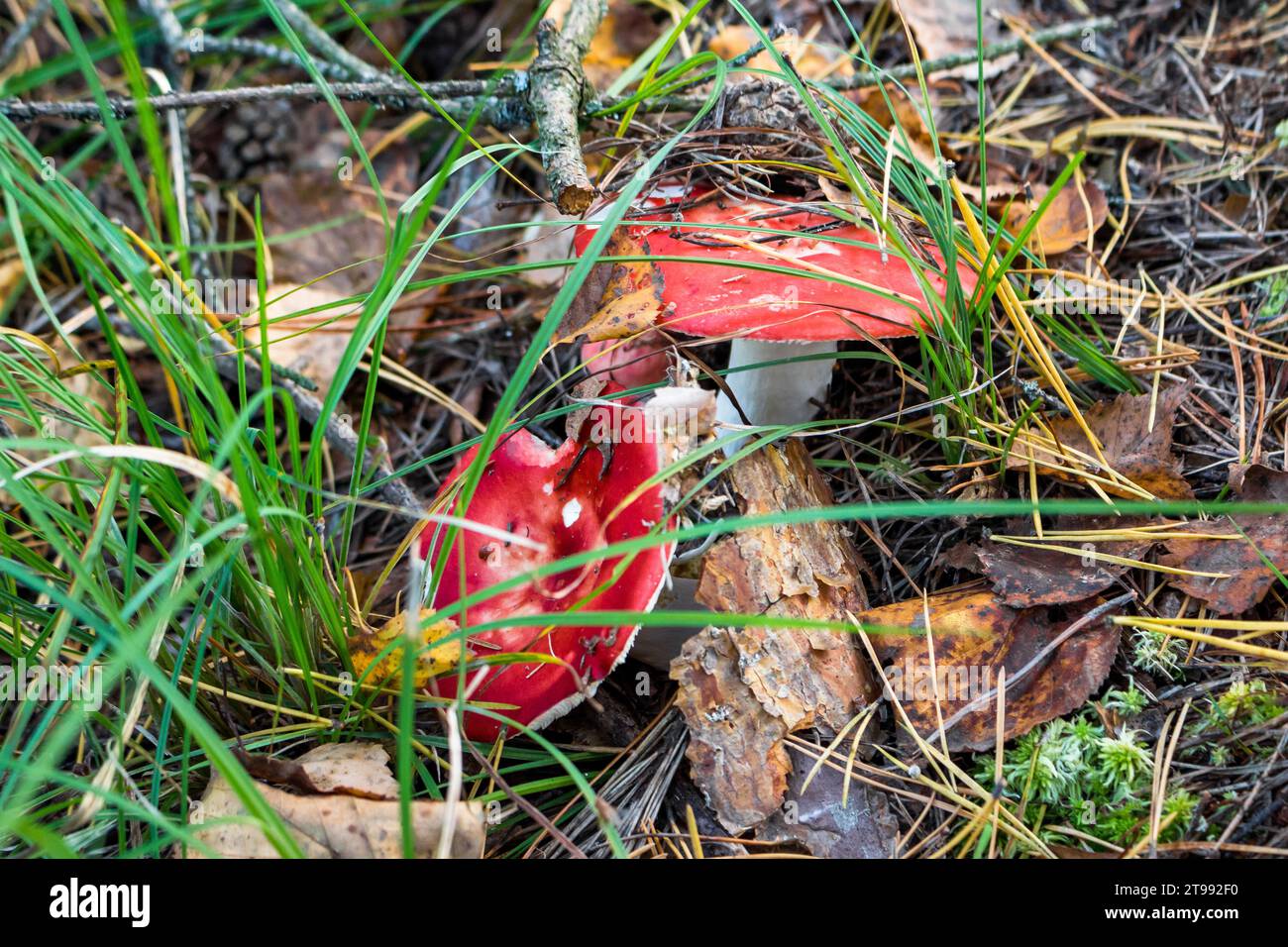 Russula-Pilze mit roter Kappe versteckt sich im Gras Stockfoto