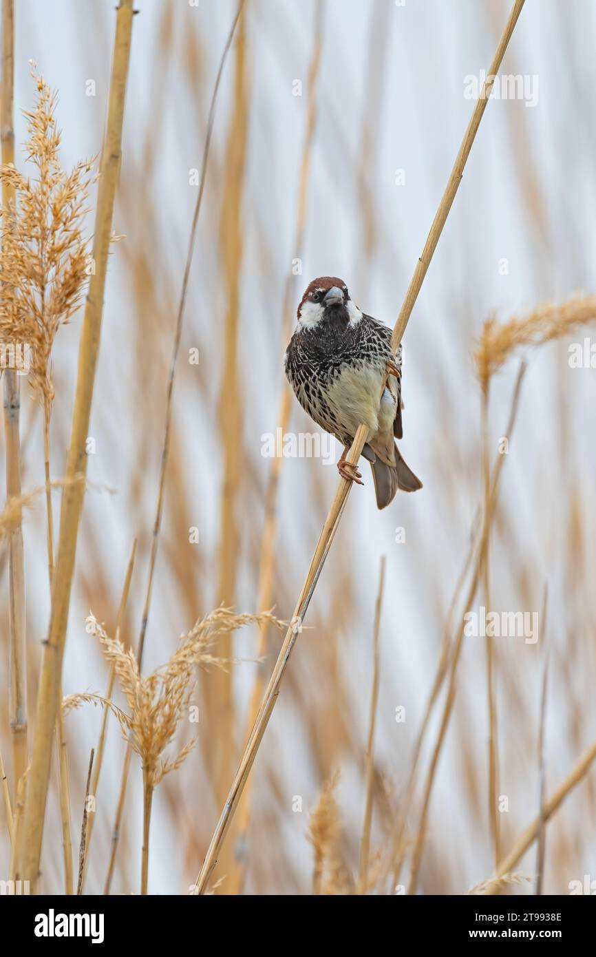 Spanischer Sparrow (Passer hispaniolensis), der auf einem Zweig im Schilf thront. Stockfoto