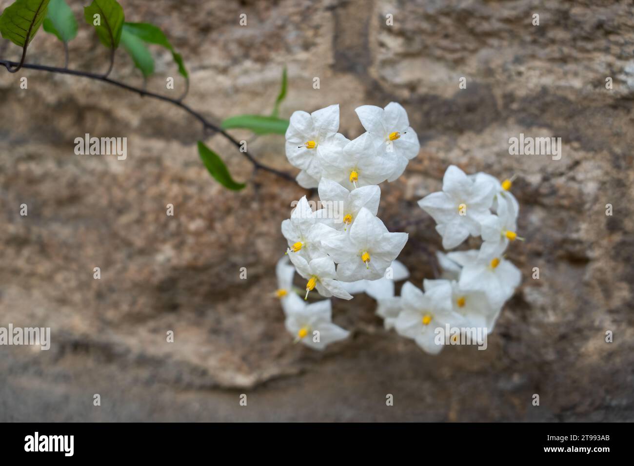 Schöne Blüte weißer Kartoffelblumen (Solanum laxum Album) Stockfoto