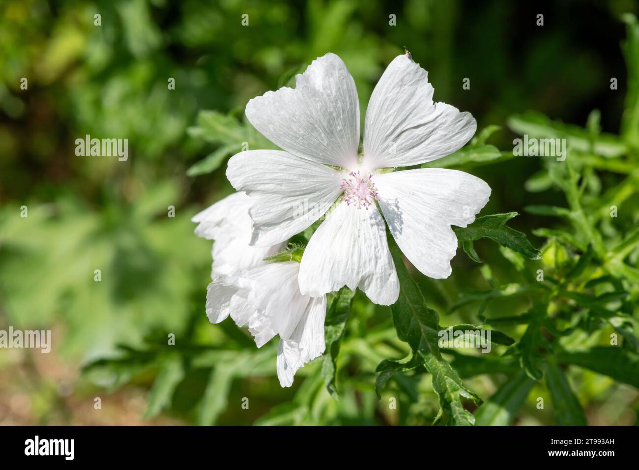 Nahaufnahme einer blühenden Blume der weißen Moschusmalve (malva moschata) Stockfoto