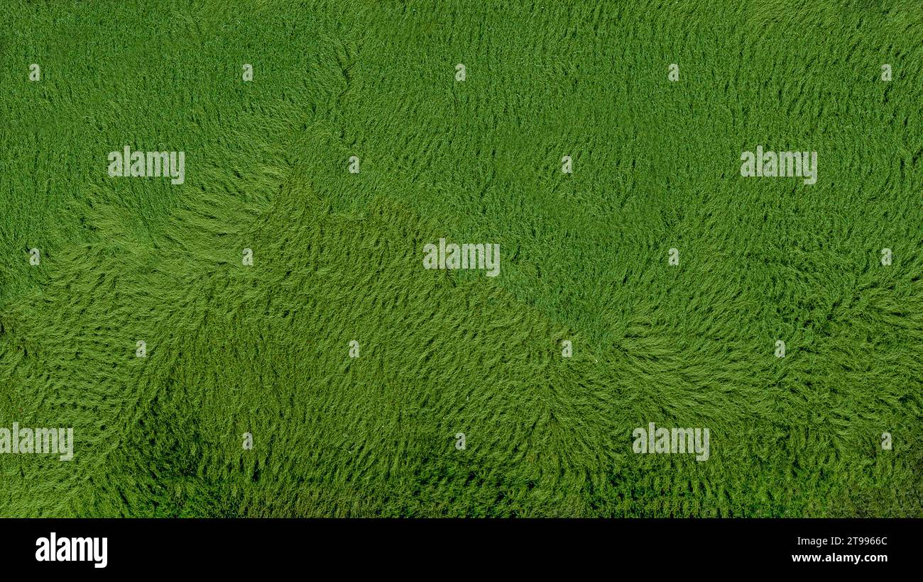 Grüne Plüschtextur, die als Hintergrund nützlich ist Stockfoto
