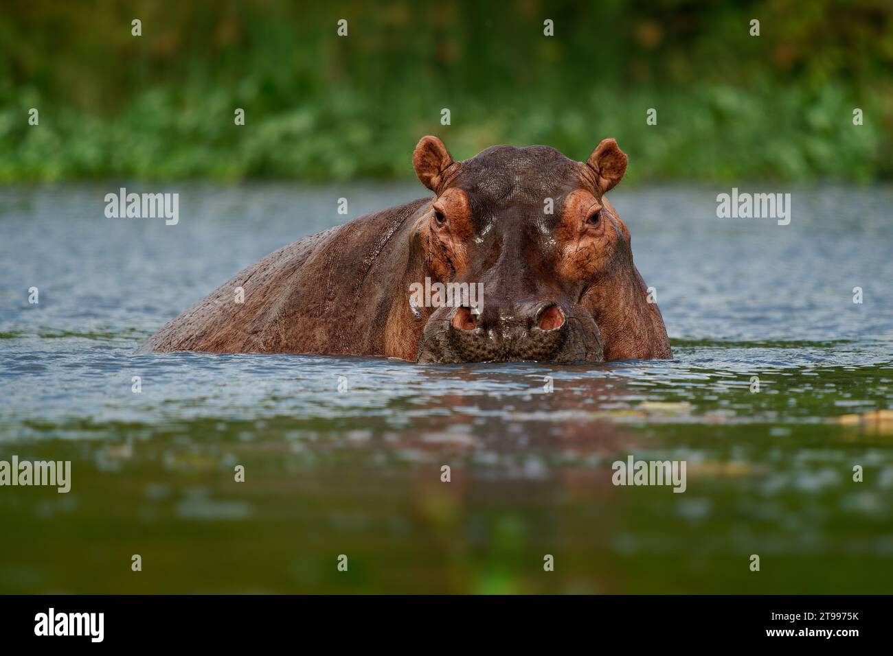 Hippopotamus - Hippopotamus amphibius oder Hippo ist groß, reine Pflanzenfresser, semiaquatic Säugetier beheimatet in Afrika südlich der Sahara. Kopf aus dem wa Stockfoto