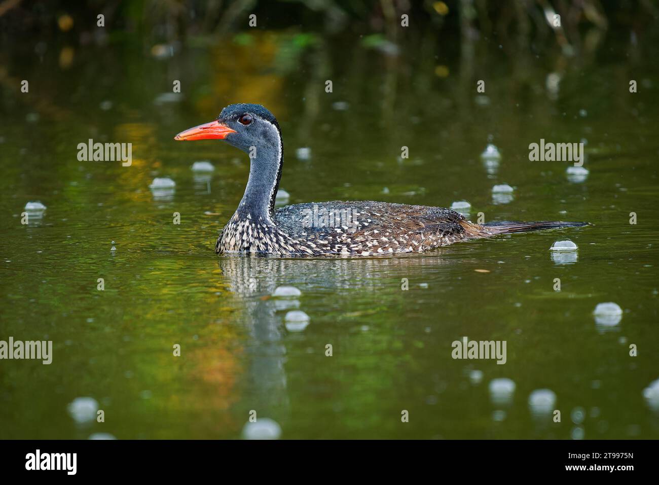 Afrikanischer Flossenfuß - Podica senegalensis Wasservogel von Heliornithidae (die Flossenfüße und Sonnenrebe), Flüsse und Seen Afrikas, Wasservögel schwimmen in Stockfoto