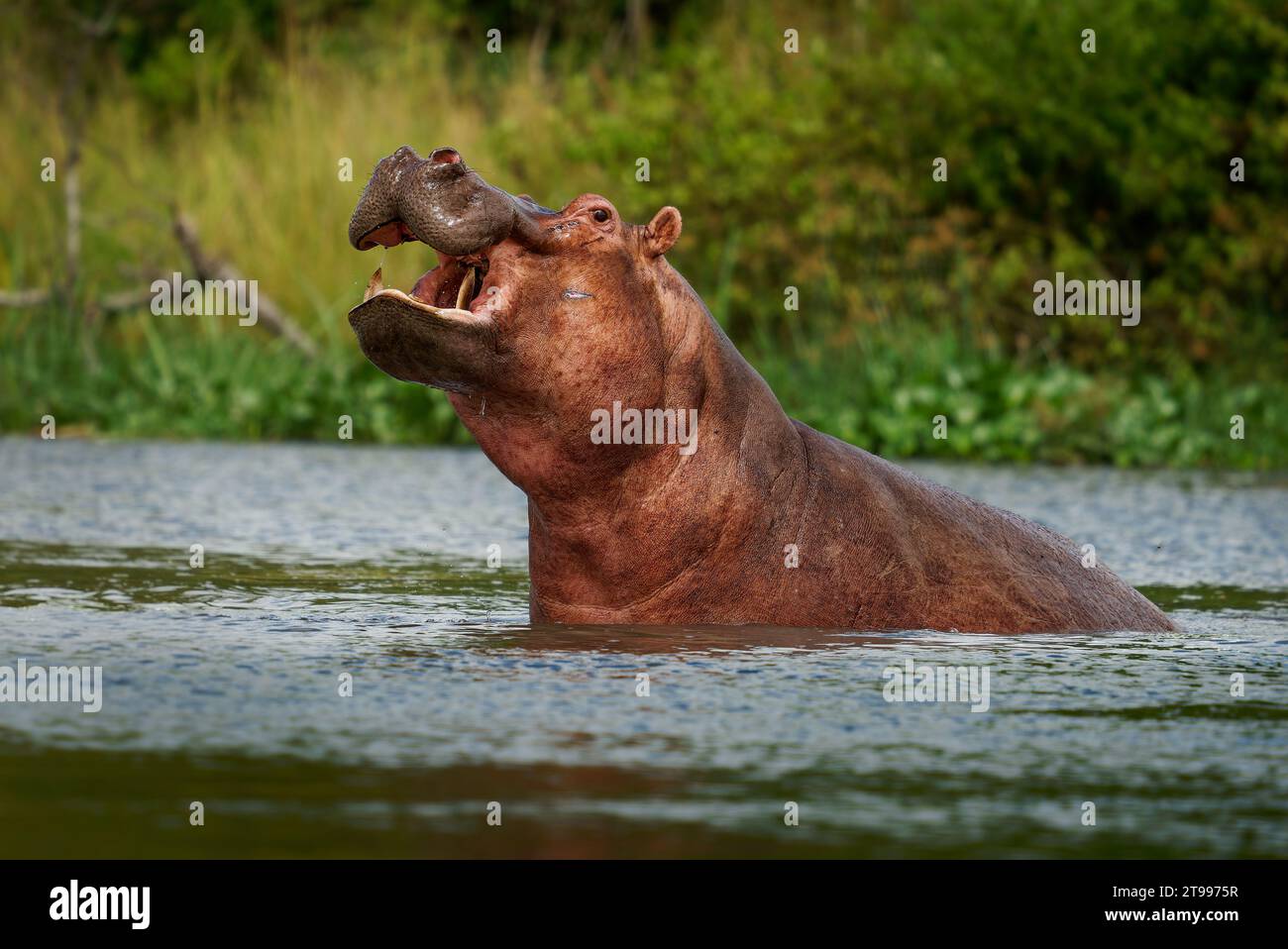 Hippopotamus - Hippopotamus amphibius oder Hippo ist groß, reine Pflanzenfresser, semiaquatic Säugetier beheimatet in Afrika südlich der Sahara. Kopf aus dem wa Stockfoto