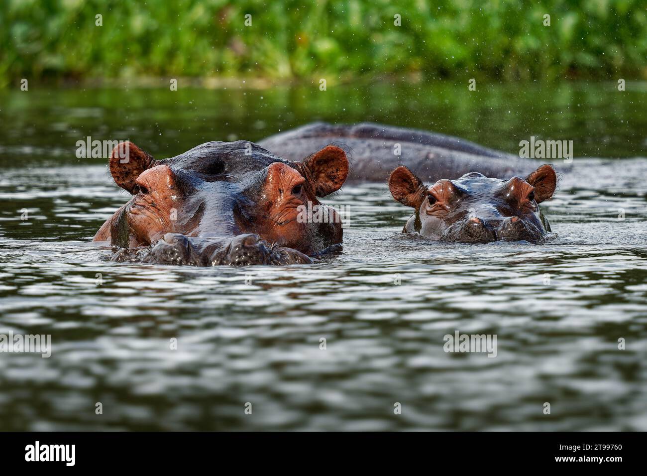 Hippopotamus - Hippopotamus amphibius oder Hippo ist ein großes, meist pflanzenfressenes, semiaquatisches Säugetier, das in Afrika südlich der Sahara beheimatet ist. Erwachsene mit geöffnetem Mund Stockfoto