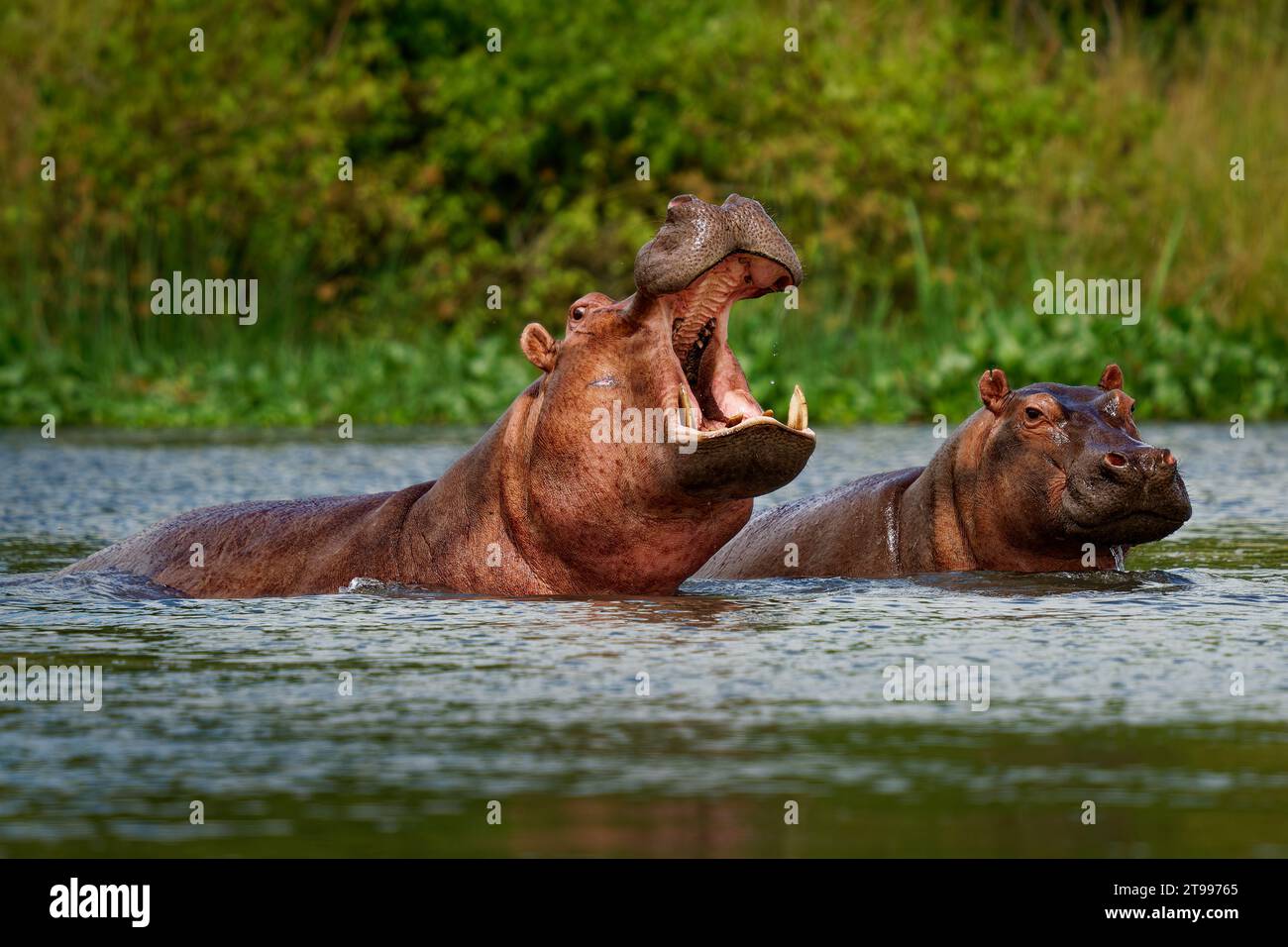 Hippopotamus - Hippopotamus amphibius oder Hippo ist ein großes, meist pflanzenfressenes, semiaquatisches Säugetier, das in Afrika südlich der Sahara beheimatet ist. Erwachsene mit geöffnetem Mund Stockfoto