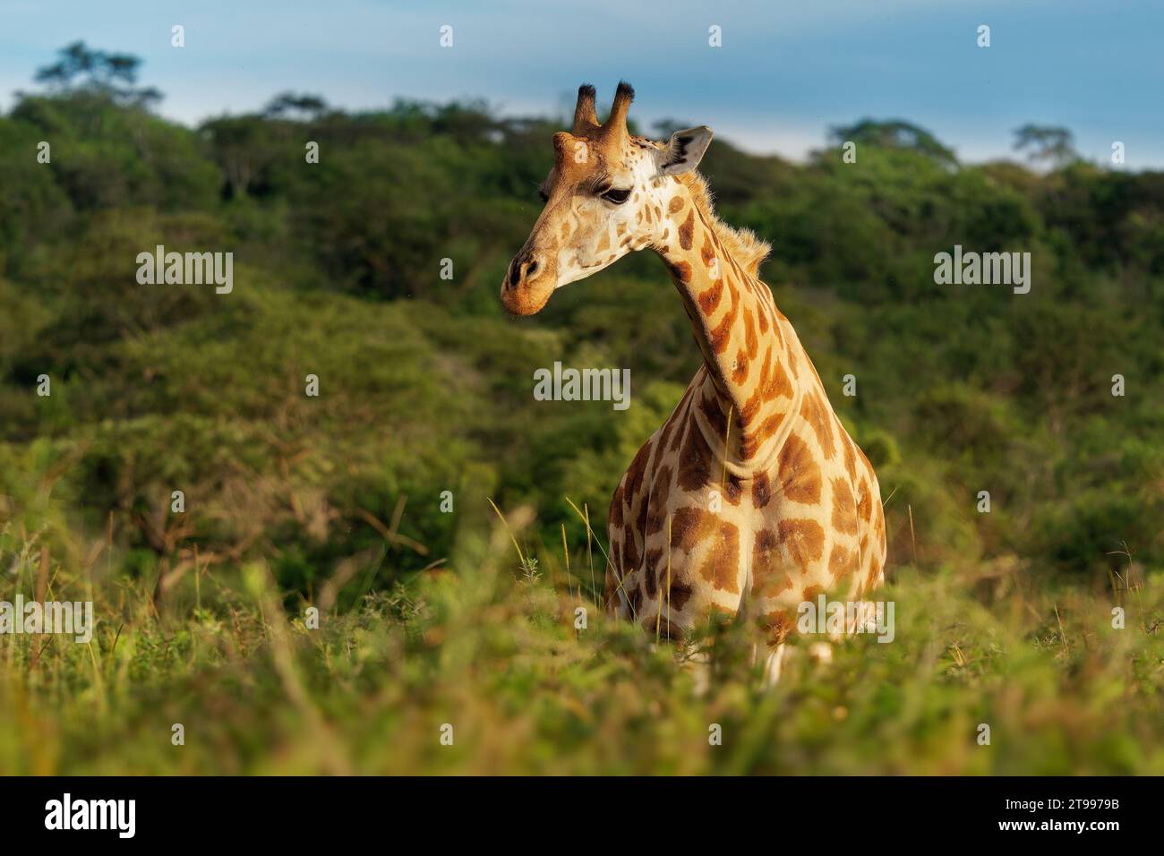 Rothschildgiraffe - Giraffa camelopardalis rothschildi Unterart der Nordgiraffe, auch Baringo oder Nubian oder als ugandische Giraffe, portra Stockfoto