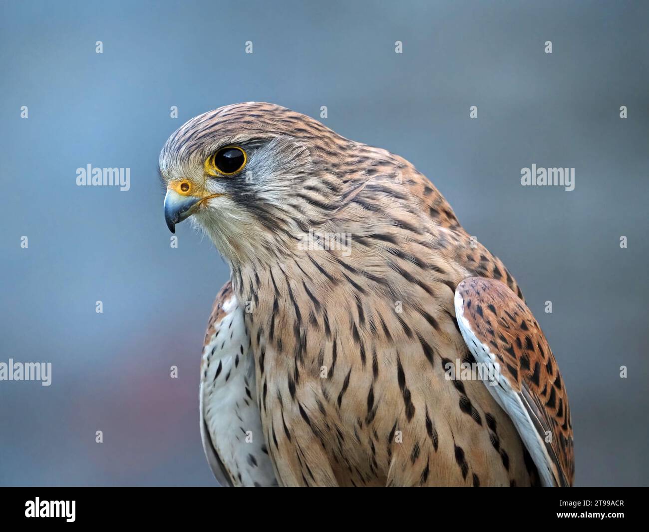 Nahporträt des trainierten Falknerfalkens (Falco tinnunkulus) mit guten Federdetails bei natürlichem Tageslicht in Schottland, Großbritannien Stockfoto