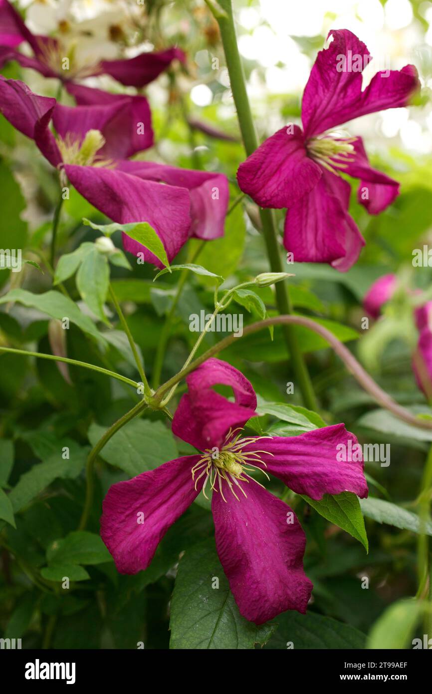 Clematis viticella-Sorte „Madame Julia Correvon“, die 1900 aufgezogen wurde und für den Anbau verloren ging, bis sie von Pflanzen wiederentdeckt wurde Stockfoto