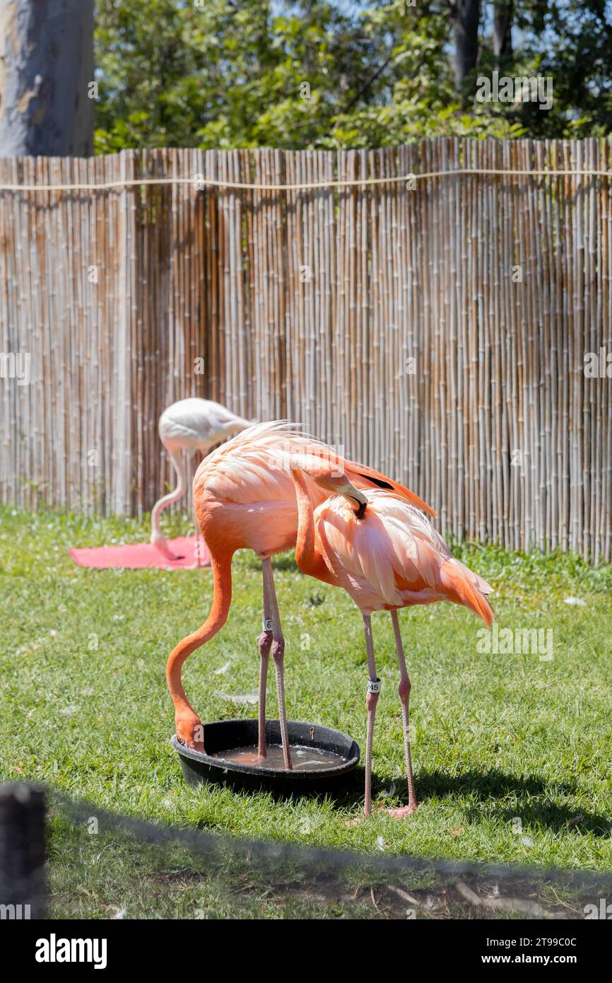 Flamingos auf ihrem Lebensraum im San Diego Zoo Stockfoto
