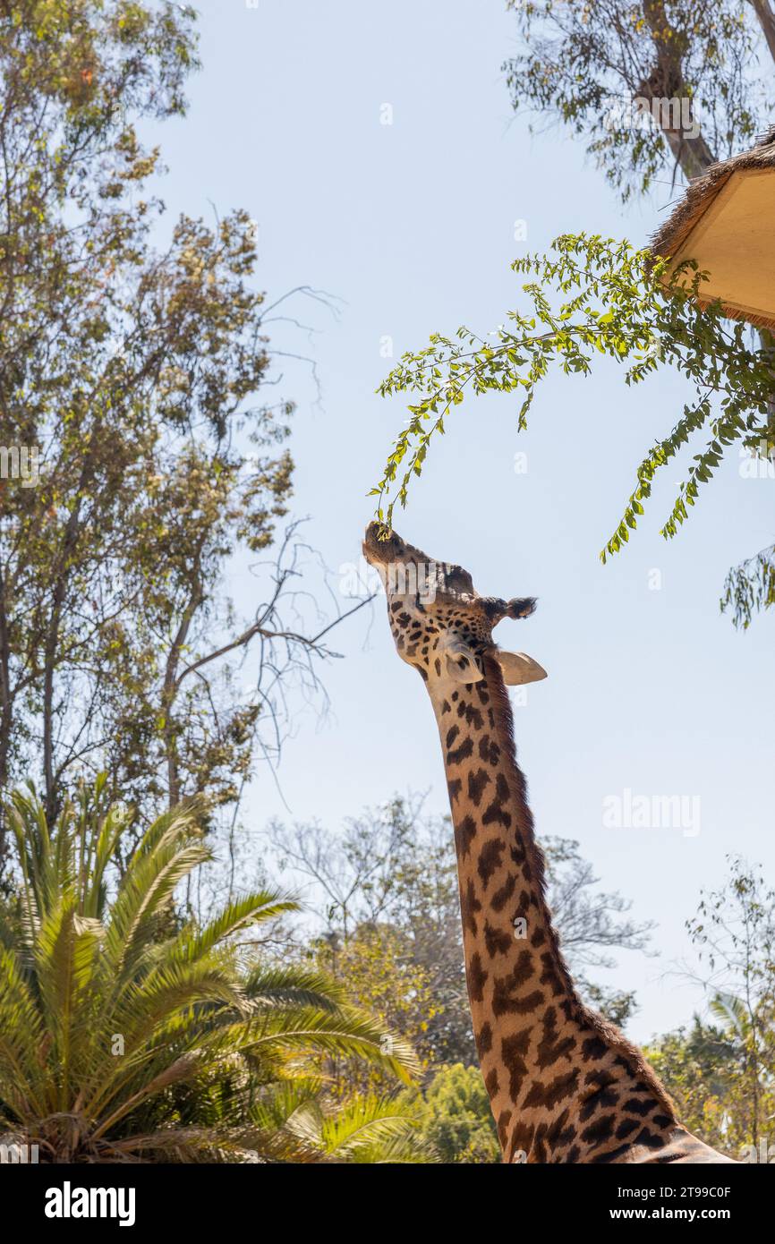Giraffe, die nach einem Baum greift Stockfoto