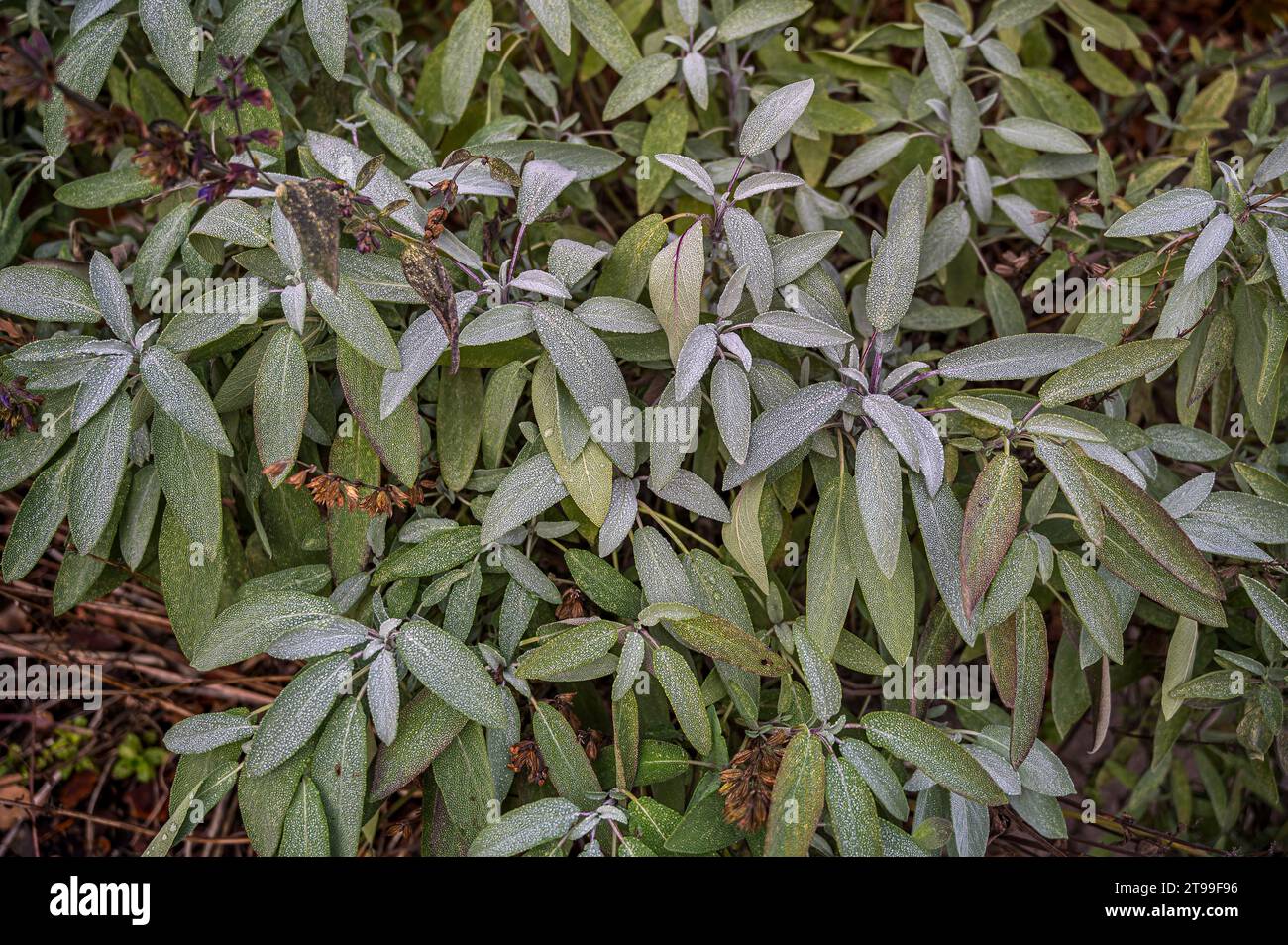 Grüne Salbeiblätter beim ersten Frost als floraler Hintergrund, Dänemark, 22. November 2023 Stockfoto