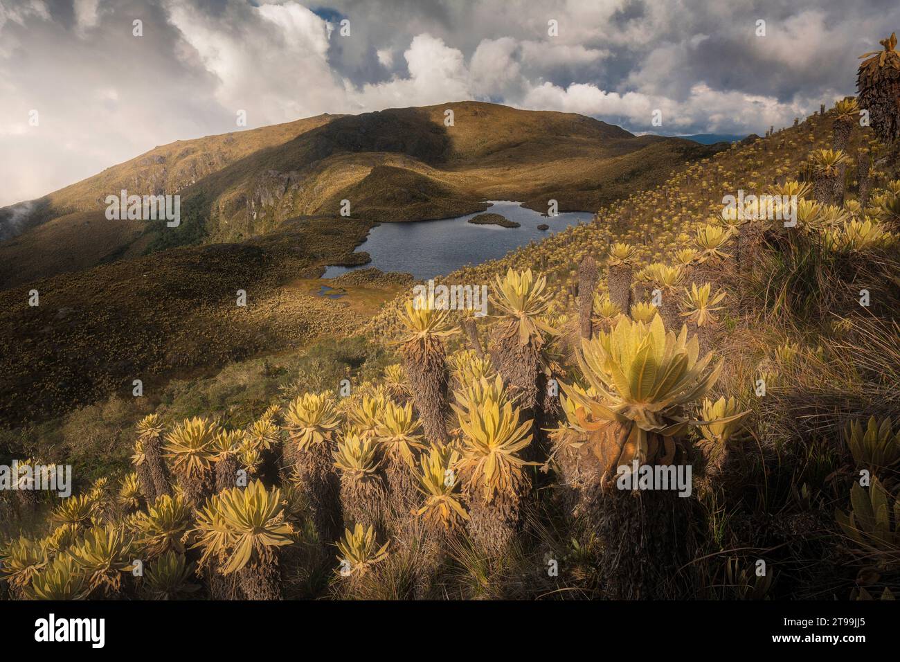 Die Paramo und ihre Wassergeneratoren, die Frailejones Stockfoto