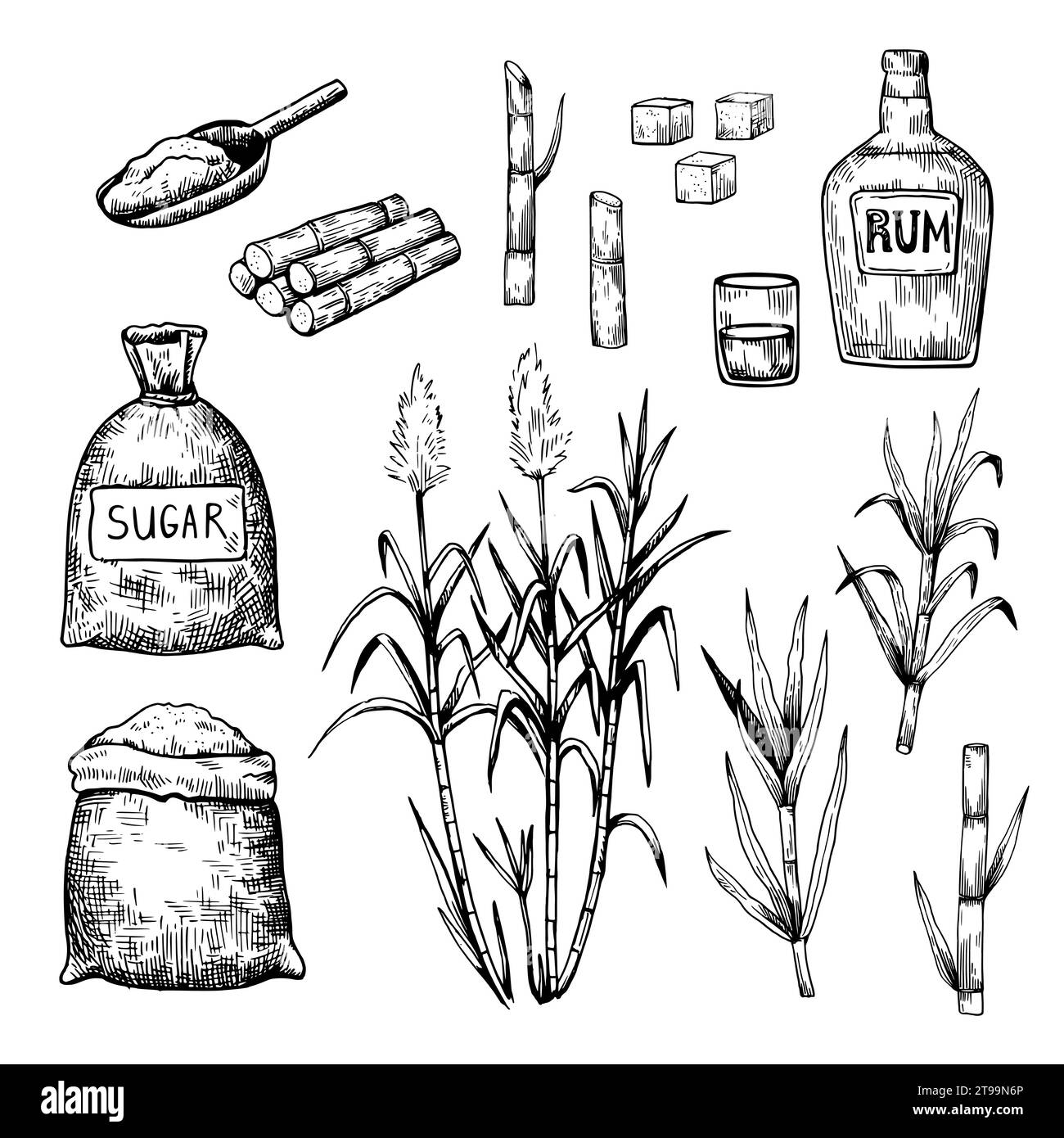 Zuckerrohrpflanzen und -Blätter. Handgezeichnete Illustration im Retro-Stil. Set von isolierten Vektorkonstruktionselementen. Stock Vektor