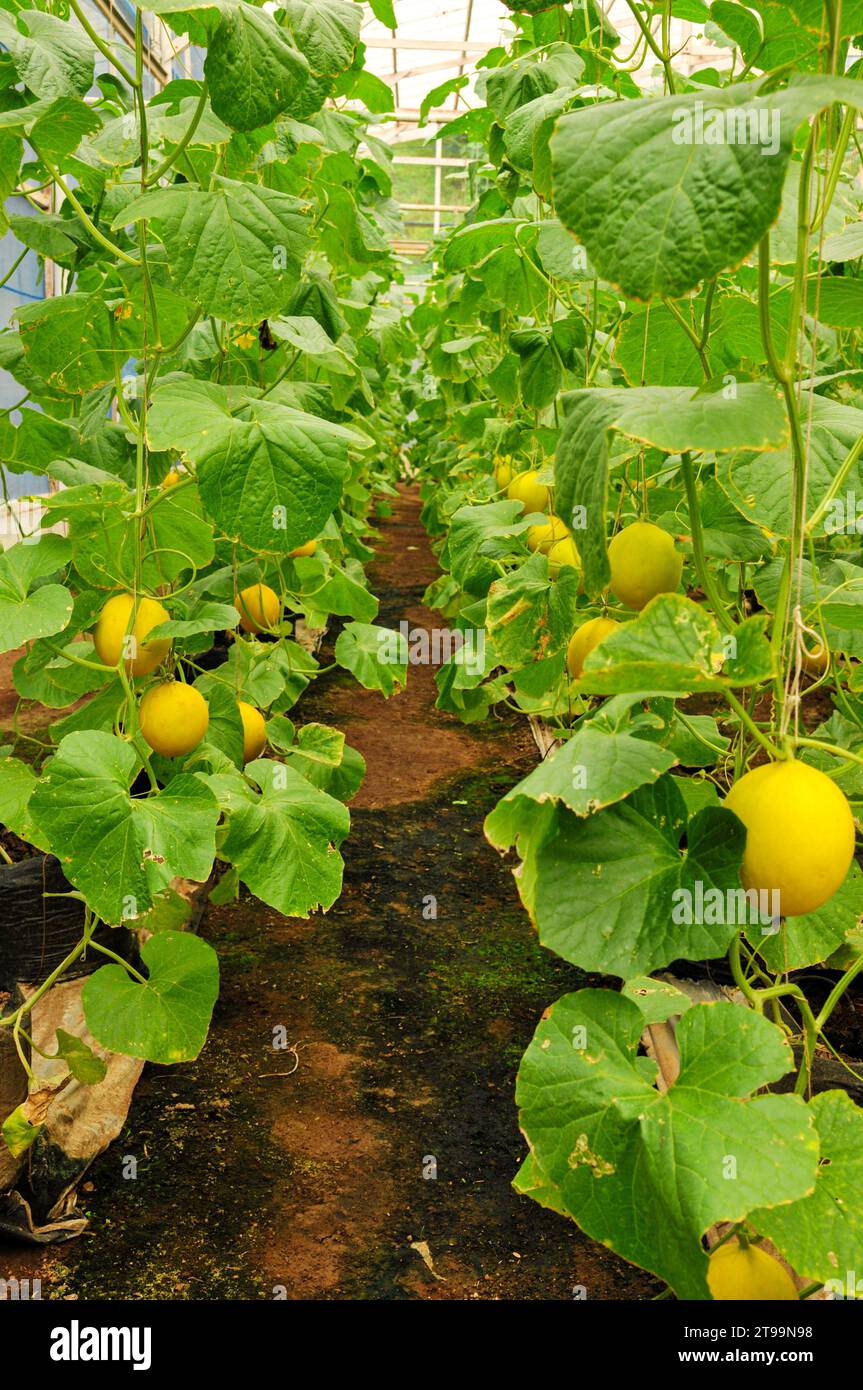 Melonenplantage bereit für die Ernte Stockfoto