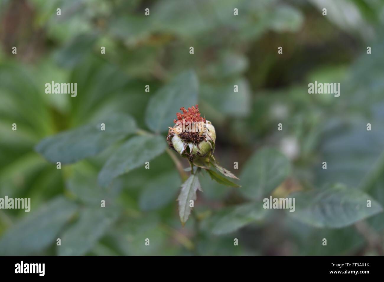 Hochwinkelansicht einer verwelkten Rosenblume ohne Blütenblätter. Die restlichen Stempel und Staubblätter verrotten auf der Pflanze Stockfoto