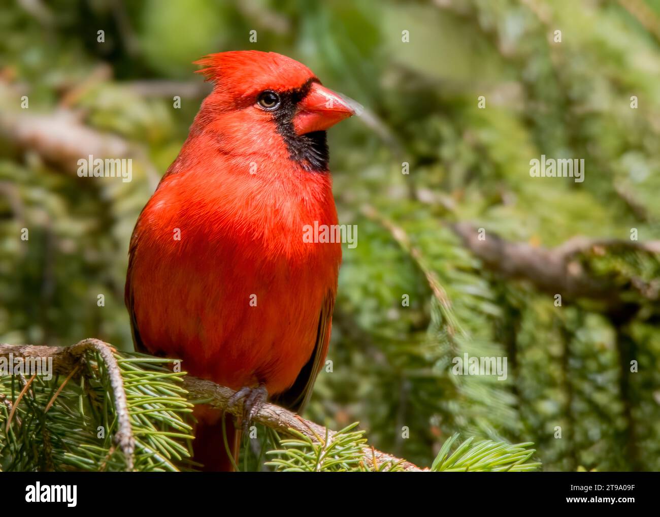 Nahaufnahme männlicher Nordkardinal (Cardinalis cardinalis), der in Weissfichtenzweigen im Chippewa National Forest im Norden von Minnesota, USA, thront Stockfoto