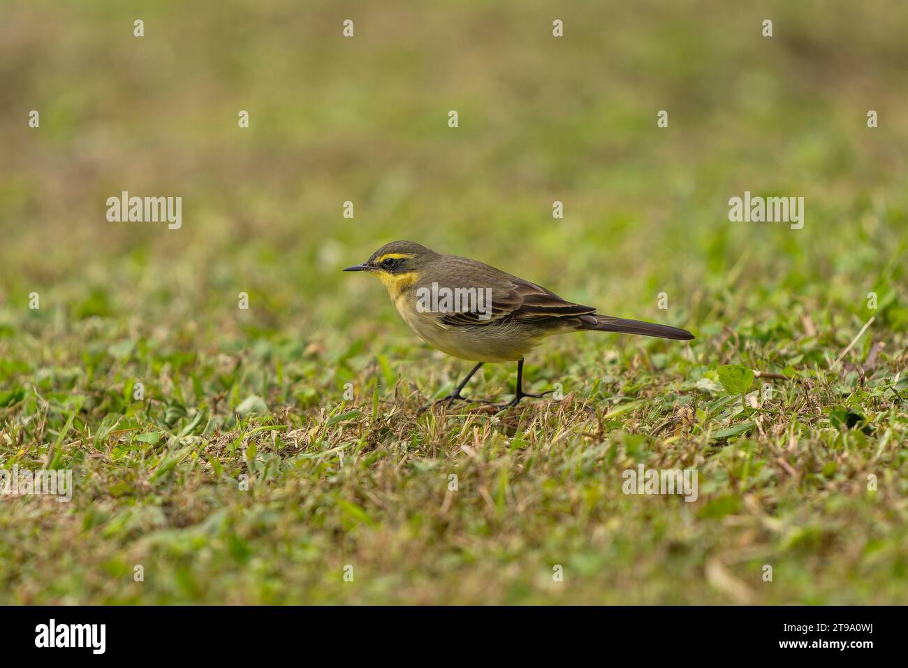 Östlicher gelber Bachstelz im Gras Stockfoto