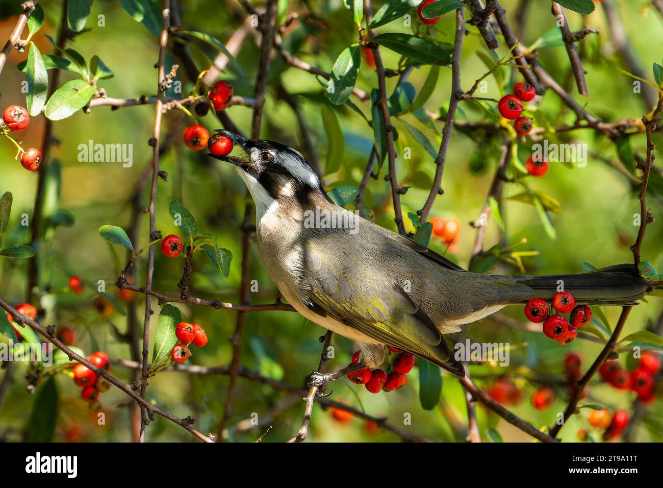 Leicht belüfteter Bulbul im Baum, der Früchte isst Stockfoto