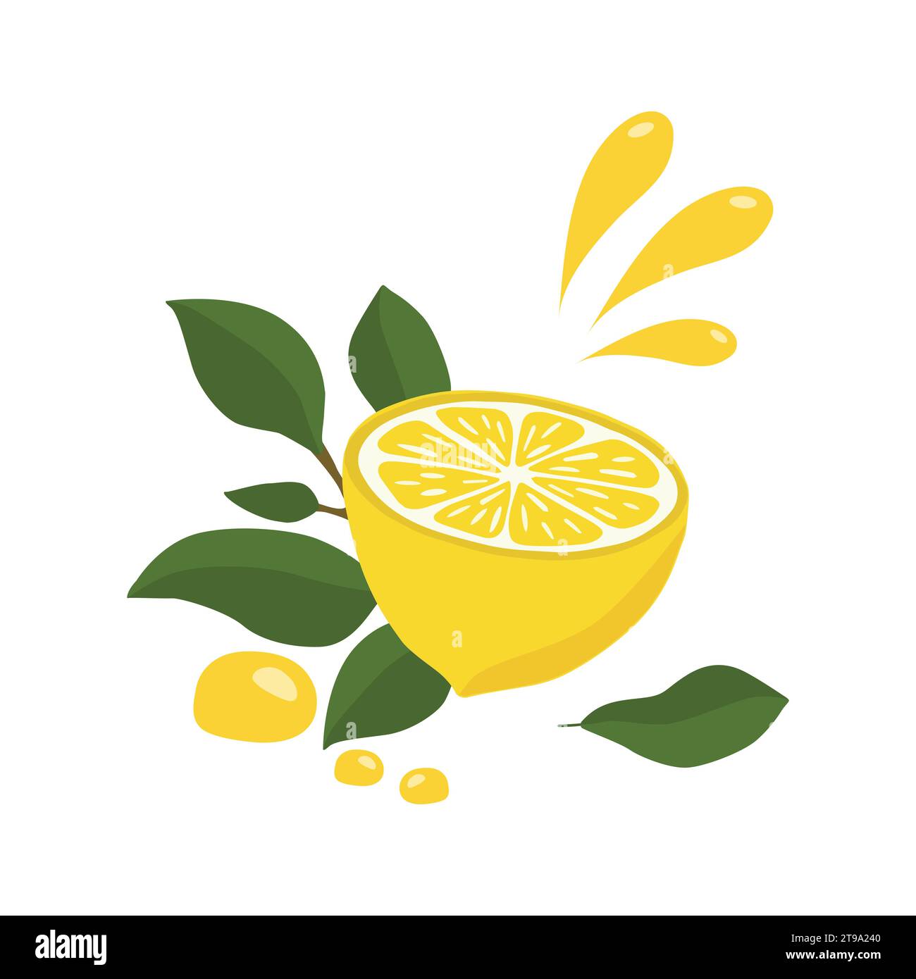 Zitronen- und Zitronenhälften mit einem Zweig und Tropfen Zitronensaft. Eine helle Komposition von Vektorillustration. Zitruszusammensetzung. Für die Konstruktion von Stock Vektor