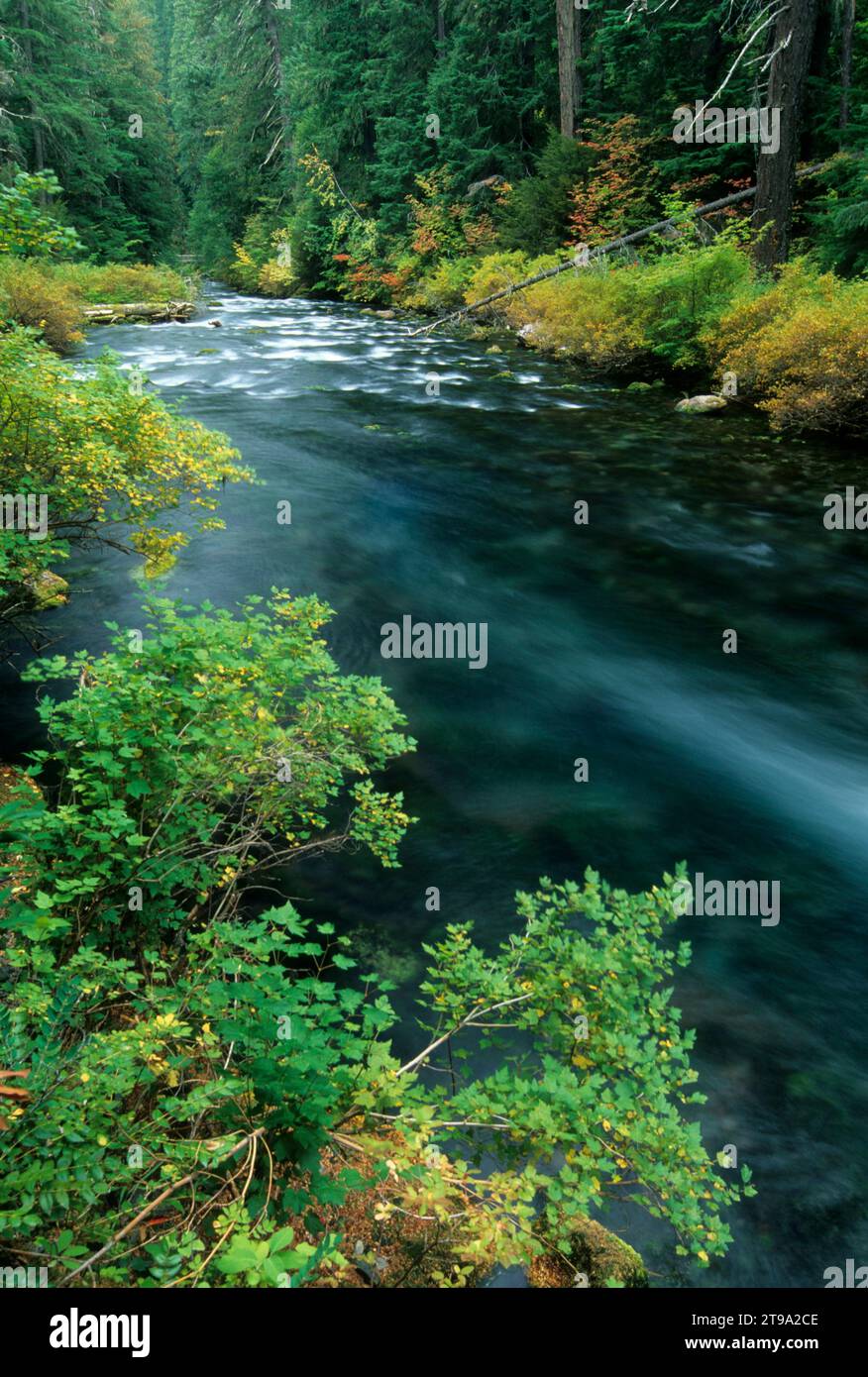 Obere McKenzie River, McKenzie Wild and Scenic River, Willamette National Forest, Oregon Stockfoto