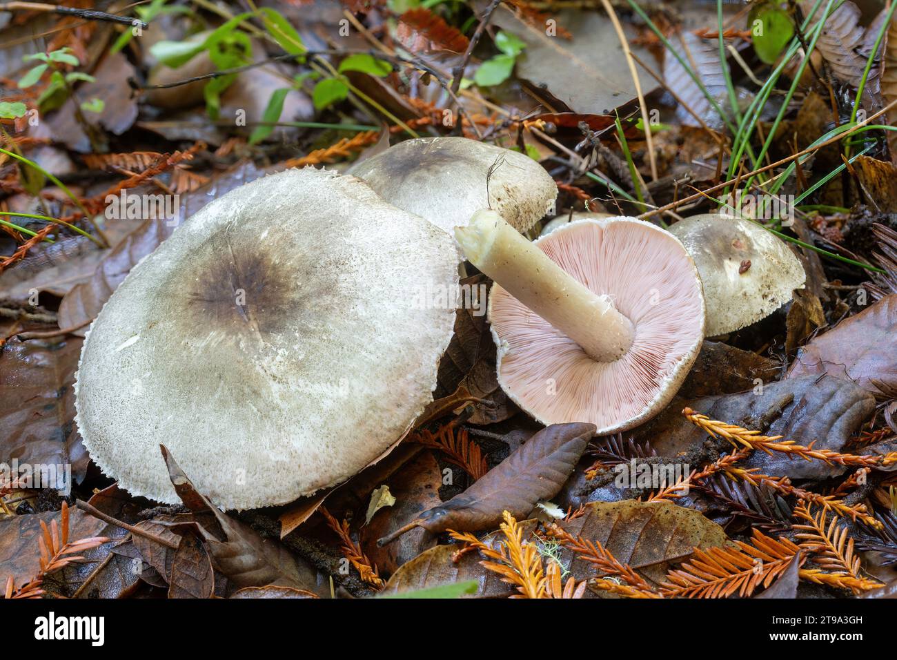Agaricus, eine Pilzgattung, die sowohl essbare als auch giftige Arten umfasst. Santa Cruz Mountains, Kalifornien. Stockfoto