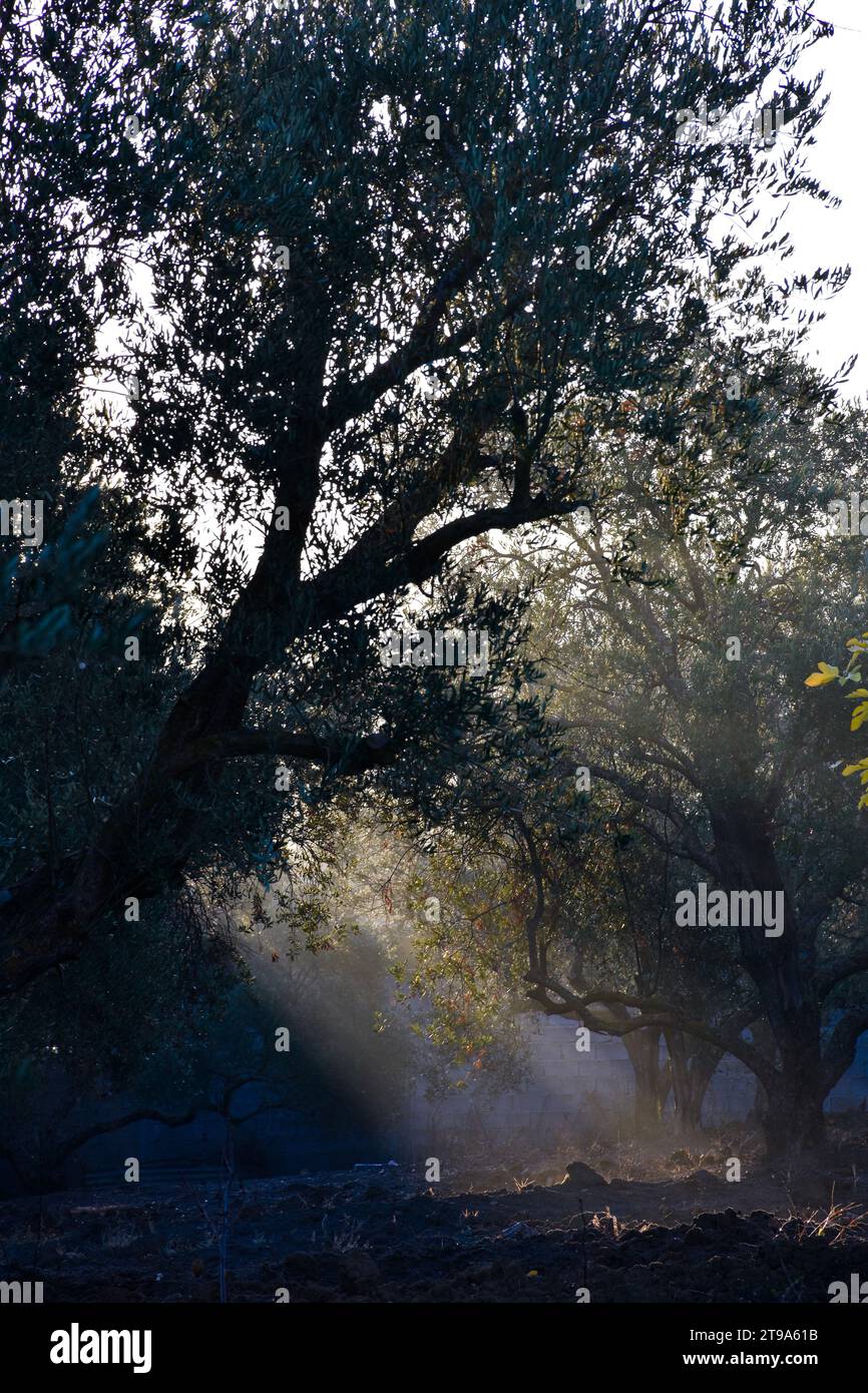 Sonnenstrahlen, die im Herbst durch Bäume im Wald leuchten. Stockfoto