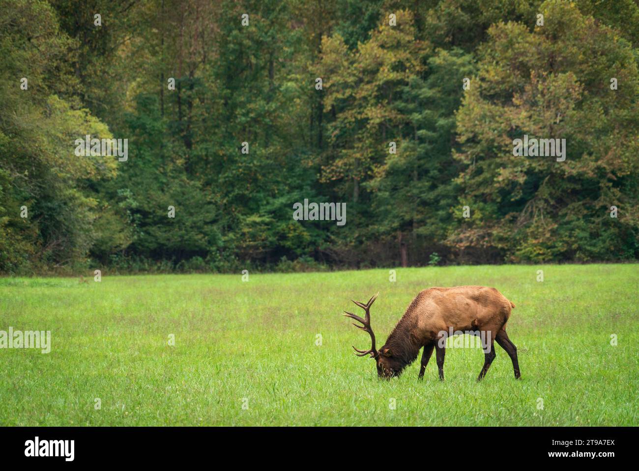ELK im Great Smoky Mountains National Park, North Carolina Stockfoto
