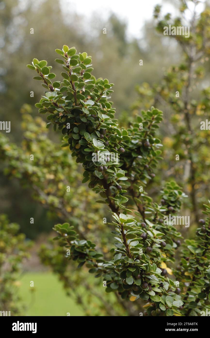 Bäume Sträucher Ilex crenata Mariesii oder Zwerg Japanische Stechpalme Stockfoto