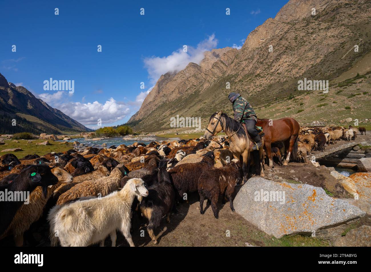 Schäferhund zu Pferd, der eine Schafherde in den Bergen Kirgisistans führt Stockfoto