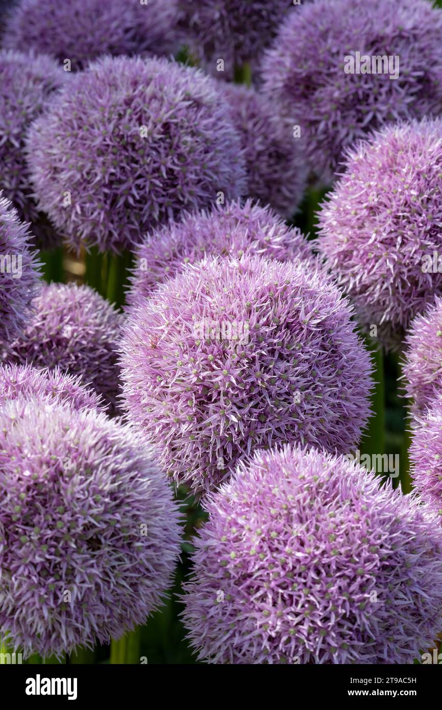 Lila runde blumen -Fotos und -Bildmaterial in hoher Auflösung – Alamy