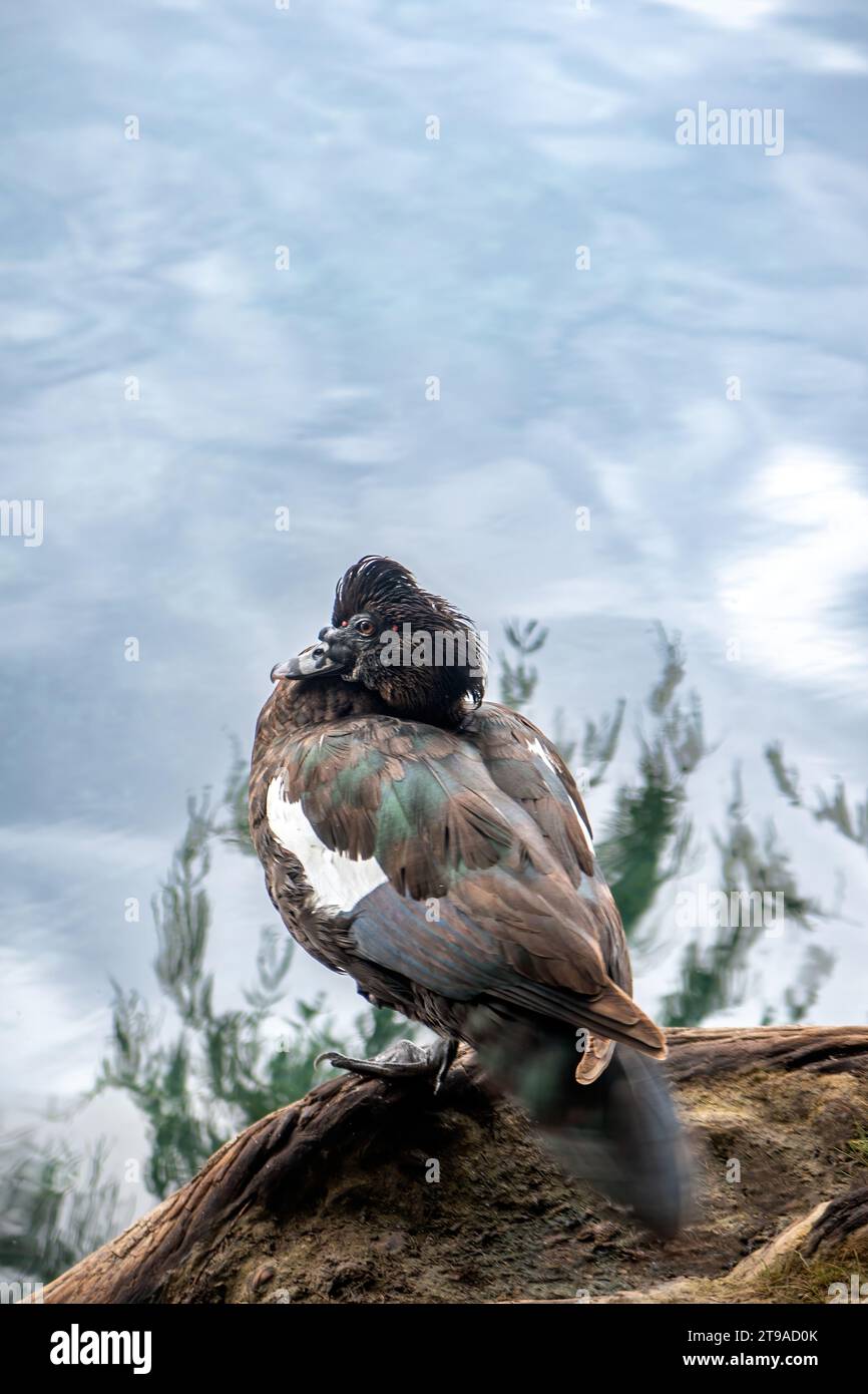 Erkunden Sie die ruhige Schönheit der Enten, die über das friedliche Wasser gleiten und Reflexionen in einer natürlichen Landschaft erzeugen Stockfoto
