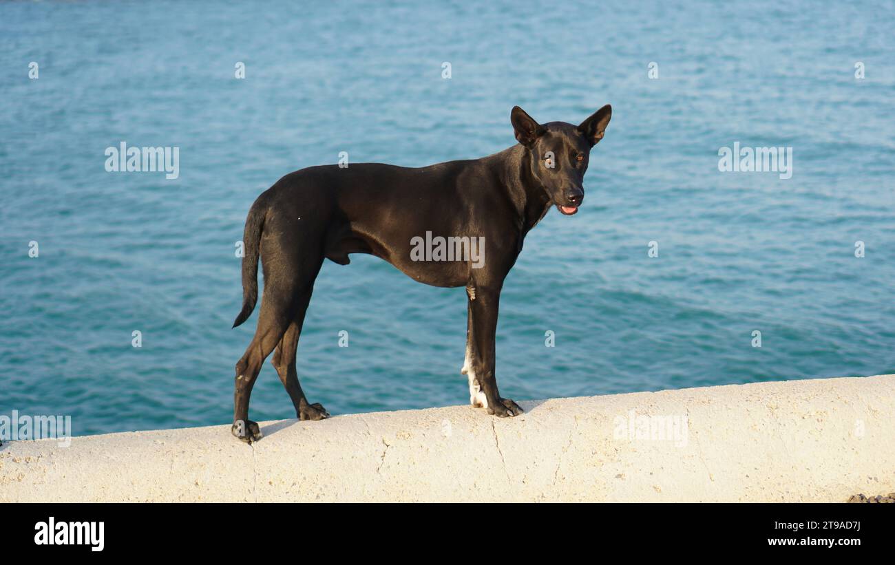 Ein schwarzer Hund, der auf einer Brücke steht und auf das Meer blickt. Lächelnd mit offenem Mund, starker Hund, der draußen auf der Straße steht. Stockfoto