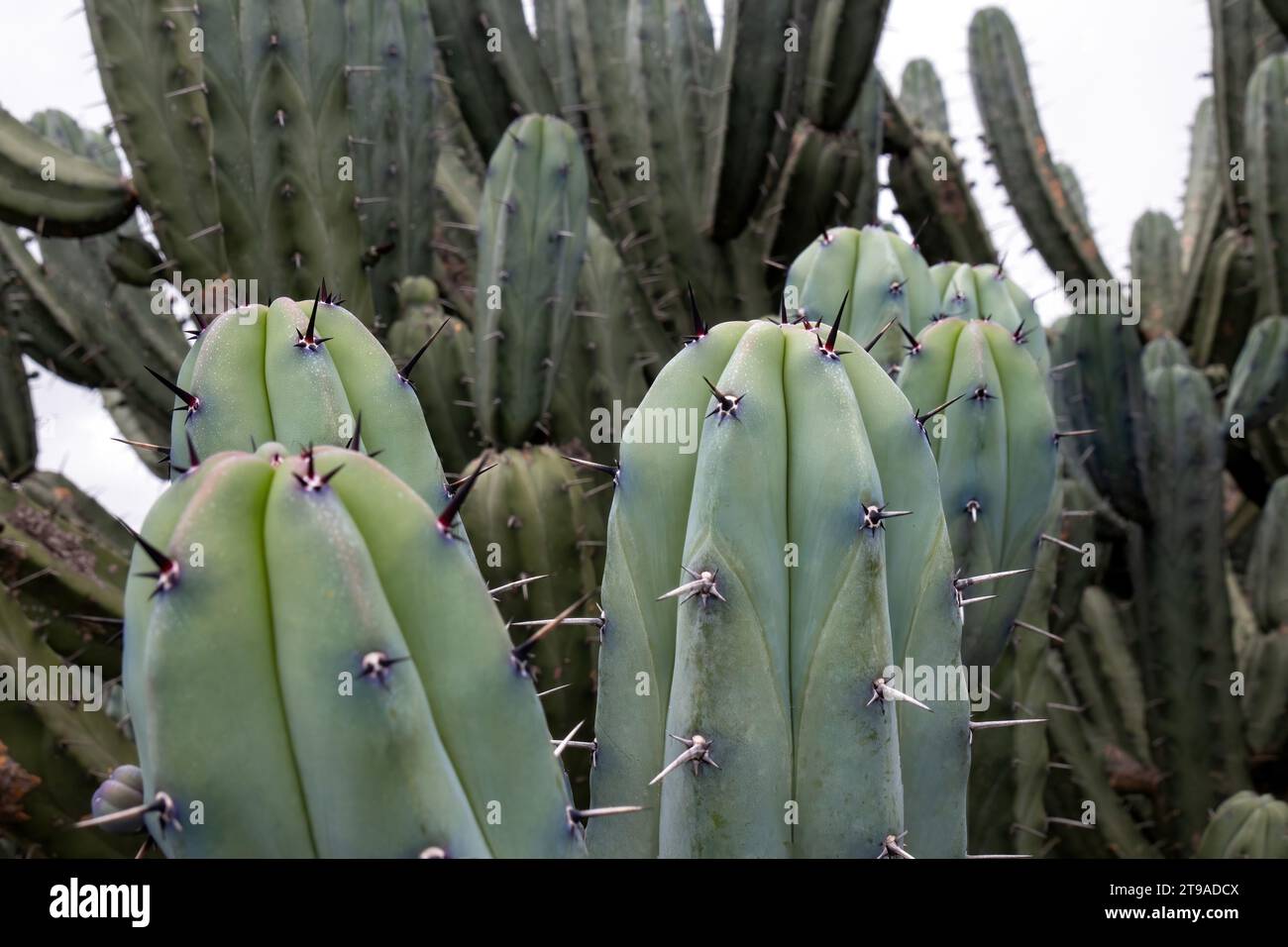 Tauchen Sie ein in die faszinierenden Muster von Myrtillocactus Geometrizans durch Makrofotografie. Erkunden Sie die komplizierten Details dieser Landpflanze, Stockfoto