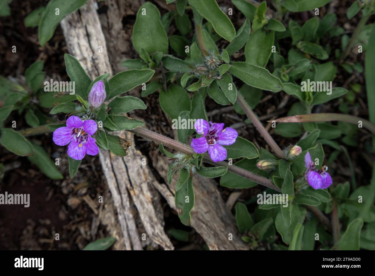 Begeben Sie sich auf eine Entdeckungsreise durch die Eleganz von Lycium Andersonii. Entdecken Sie die komplizierte Schönheit seiner Blumen, Blätter und vielfältigen Pflanzen Stockfoto