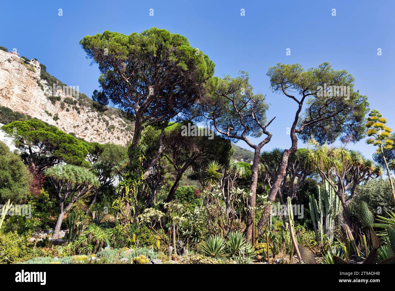 La Alameda Botanischer Garten, Oberstadt, Gibraltar Stockfoto