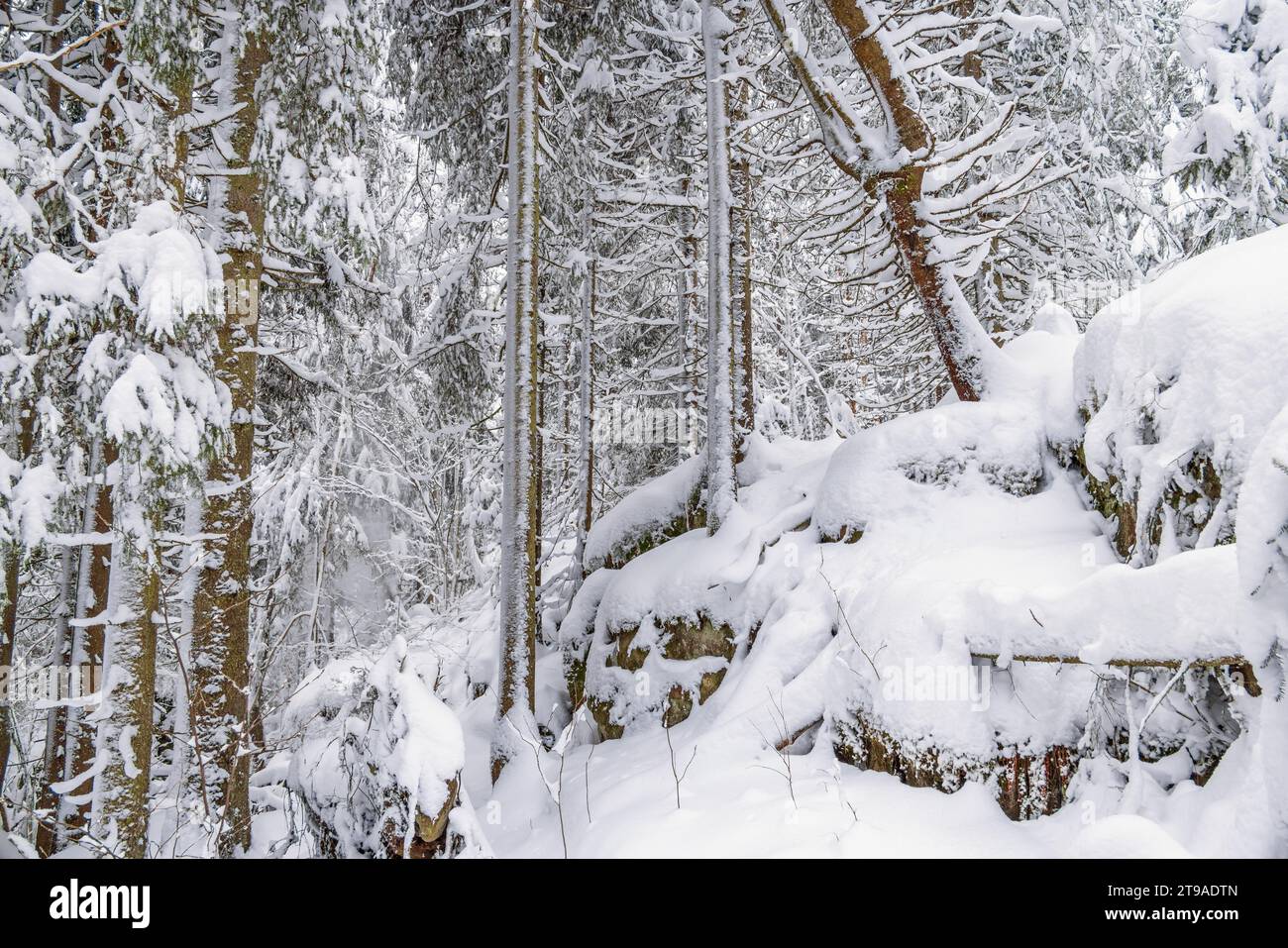 Tiefer Schnee in einem Fichtenwald mit Felsen ein kalter Winter in der Wildnis Stockfoto