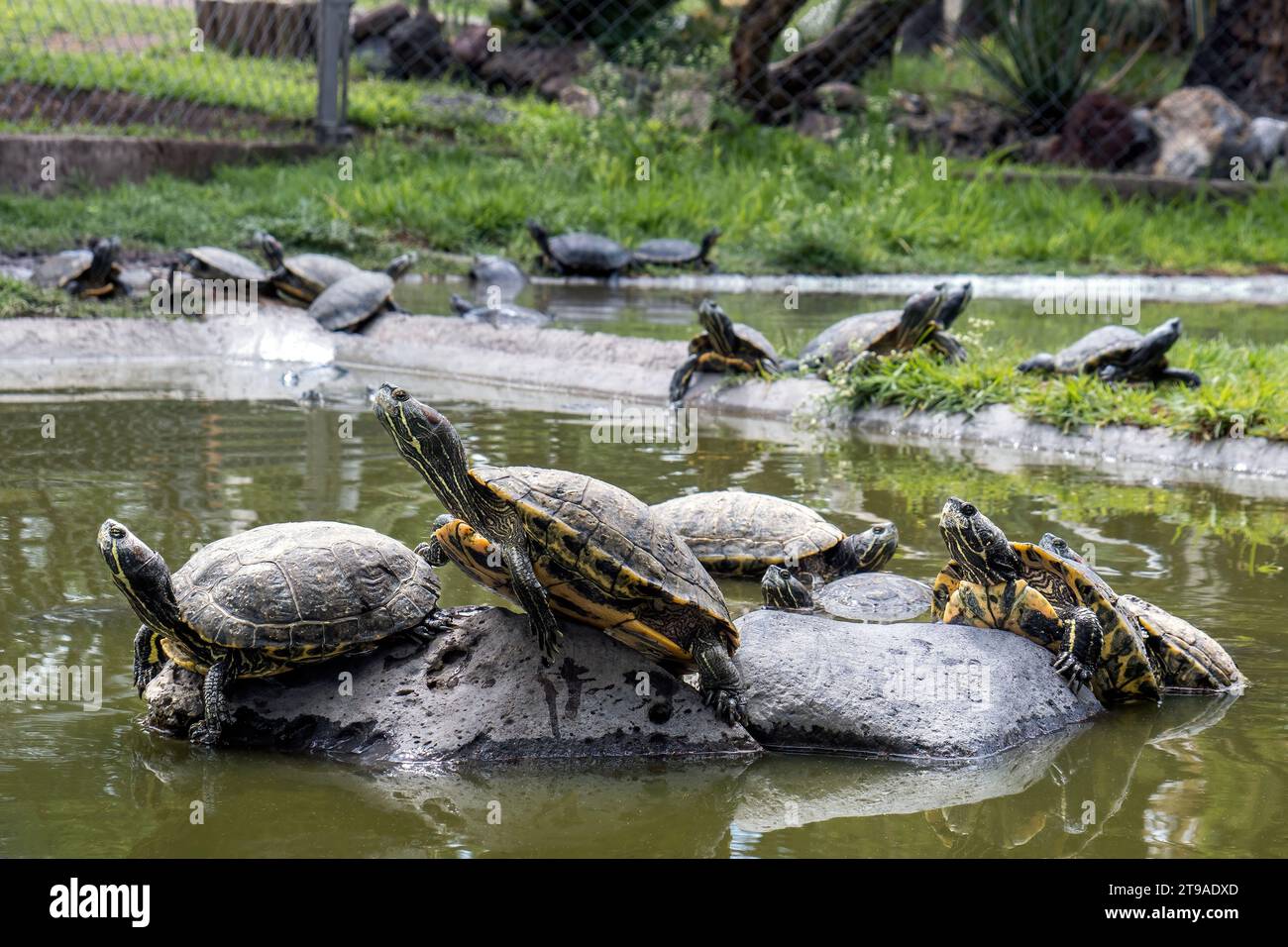 Begeben Sie sich auf eine Wasserreise mit Trachemys Scripta elegans, erkunden Sie Feuchtgebiete, Teiche und Flüsse, während Sie die vielfältige Tierwelt und Landschaft kennenlernen Stockfoto