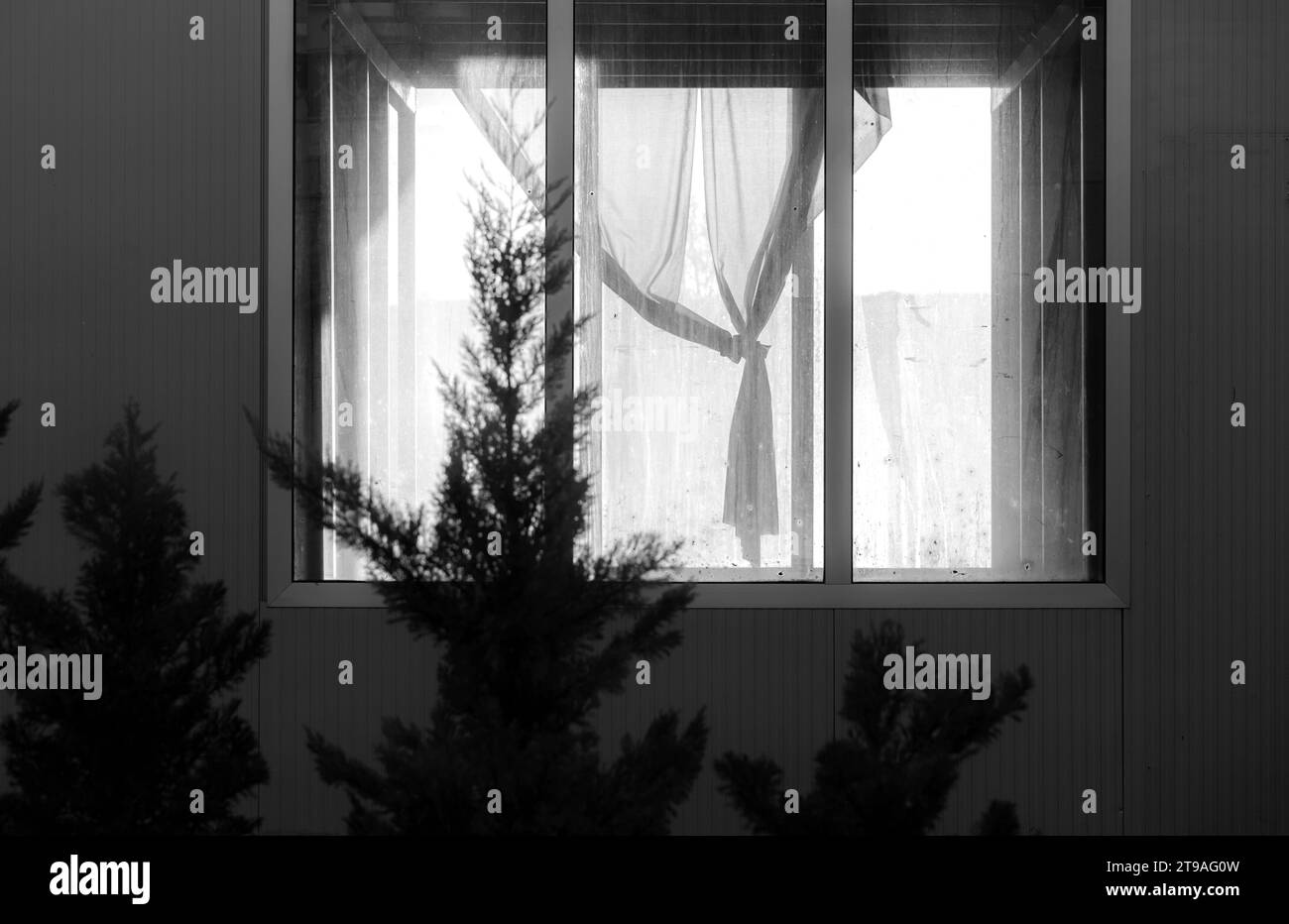 Das leuchtende Konzept. Vorhänge. Vorhänge. Schwarzweiß-Schwarzweiß. Fenster Glasrahmen, Sonnenschein. Bäume im Vordergrund. Stockfoto