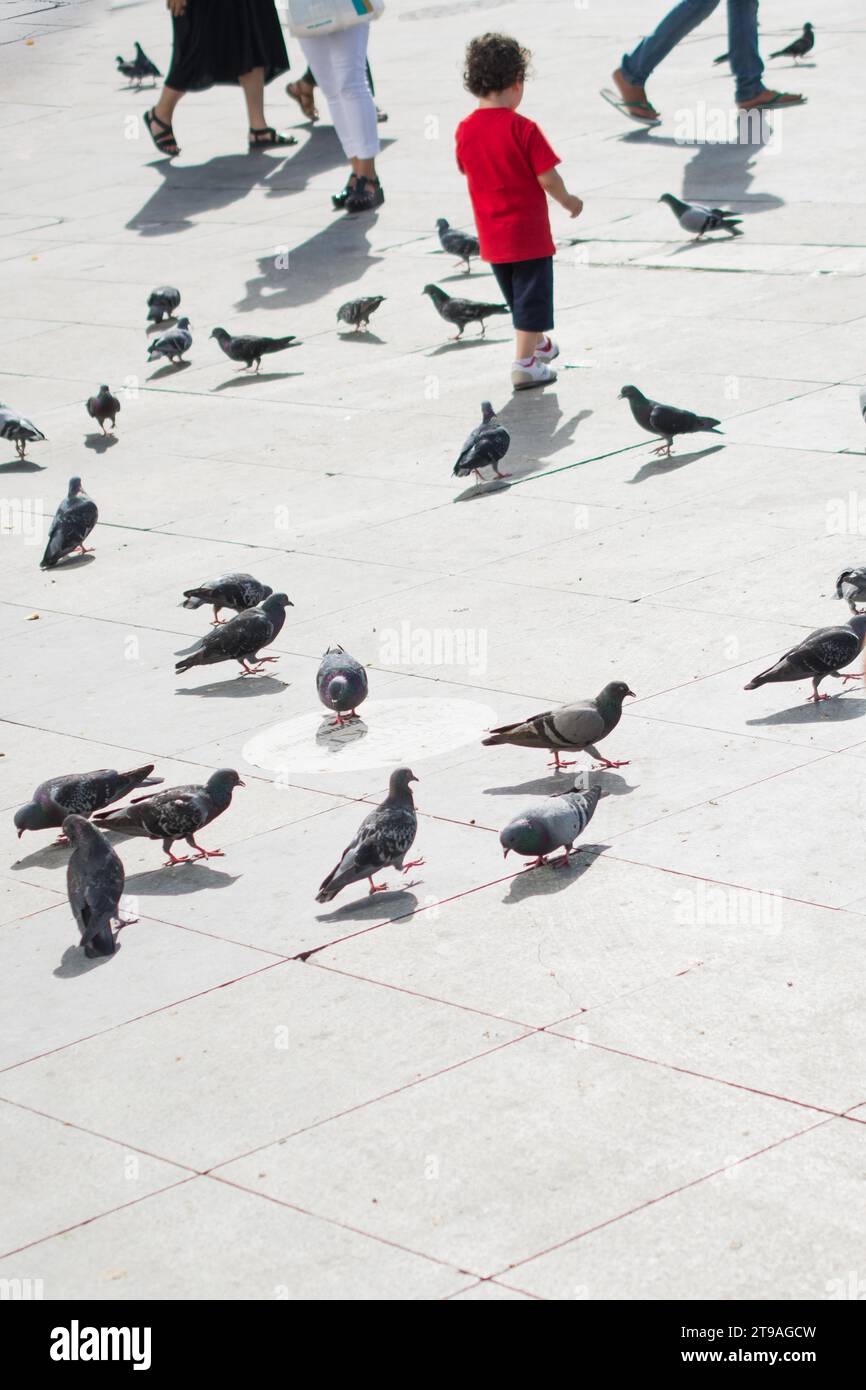 Einsamer Vogel lebt in der Natur Stockfoto