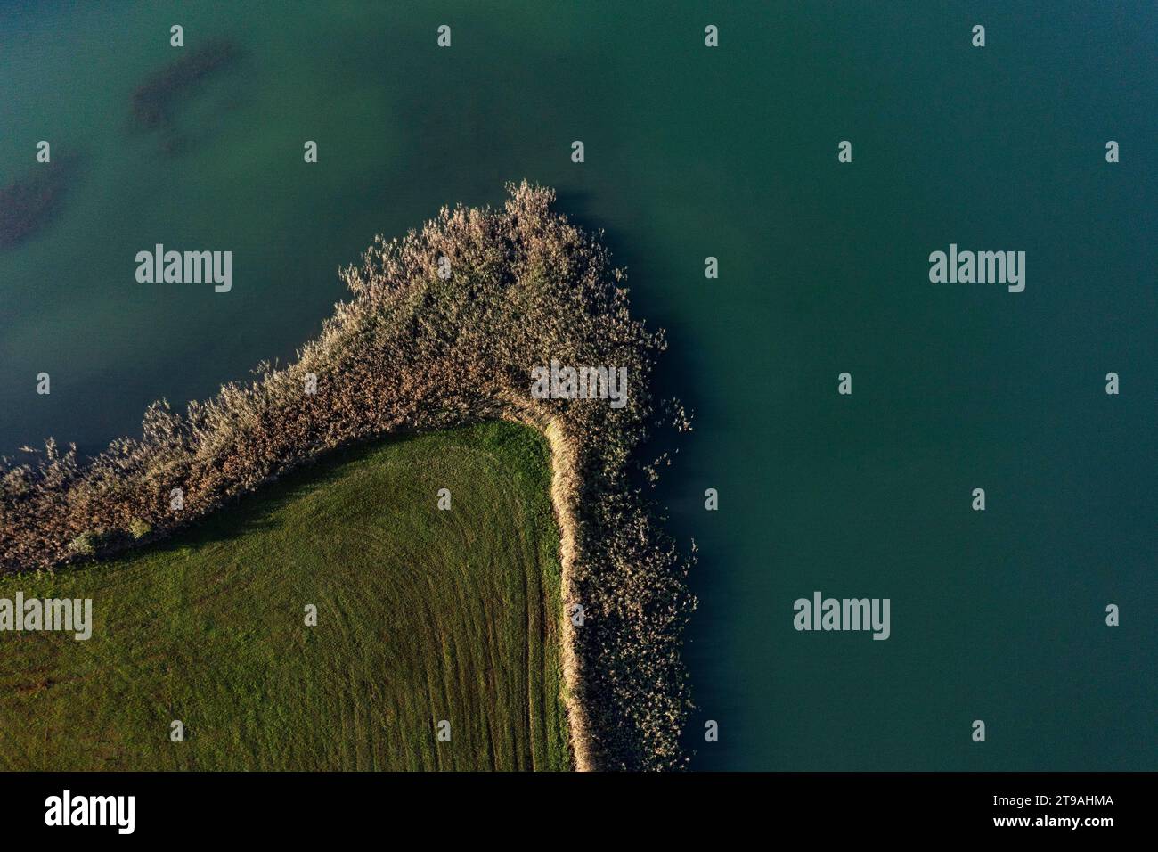 Drohnenbild, von oben, Schilfgürtel am Ufer des Irrsees, Zell am Moos, Salzkammergut, Oberösterreich, Österreich Stockfoto