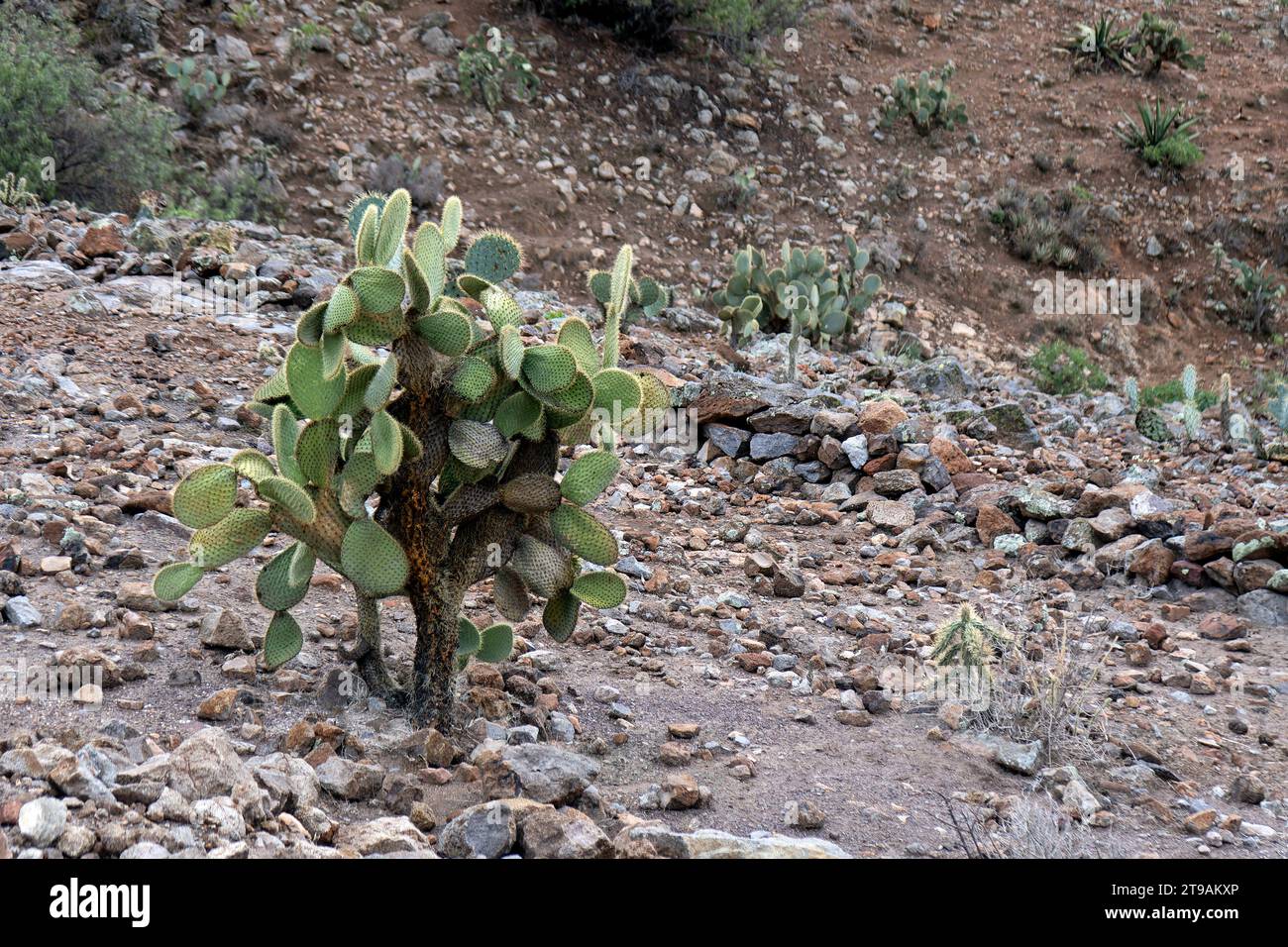 Eine mexikanische Landschaft mit Opuntia leucotricha Cactaceae und felsigem Boden Stockfoto