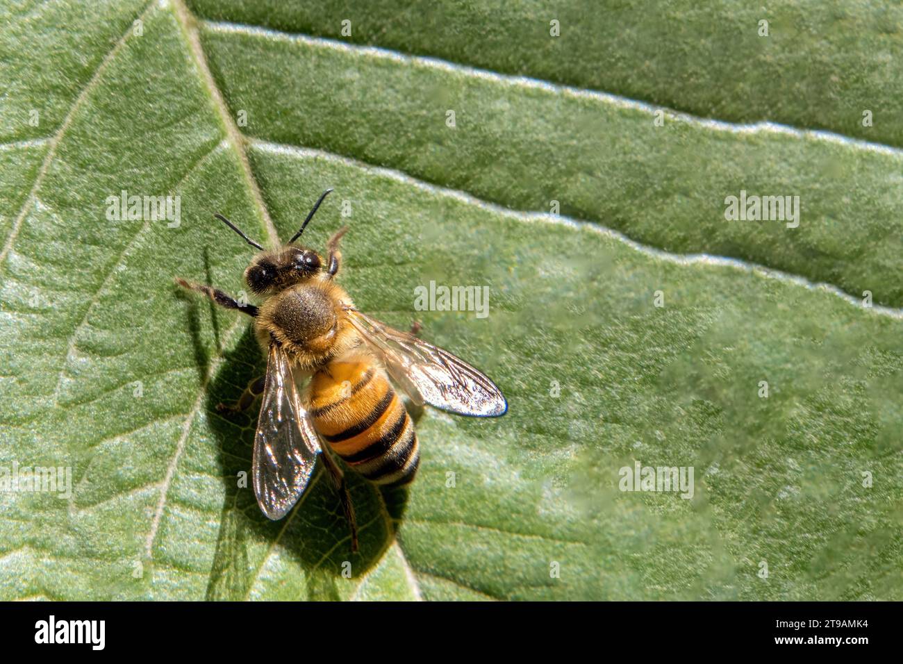 Eine Makroansicht eines Bestäubers - komplizierte Details eines Insekts in Nahaufnahme mit Membranflügeln Stockfoto