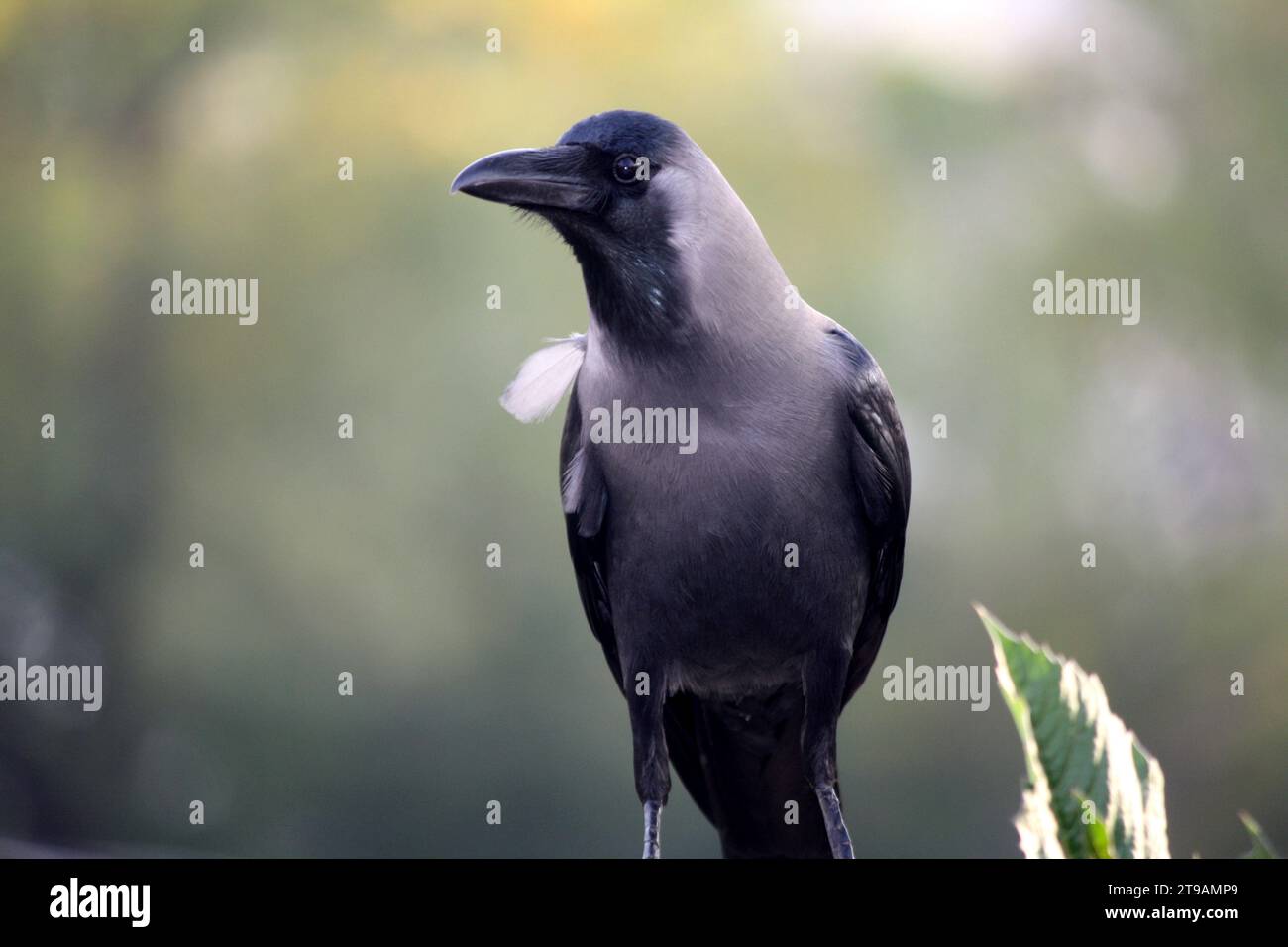 Indische Hauskrähe (Corvus splendens), die die Umgebung vermisst: (Bild Sanjiv Shukla) Stockfoto