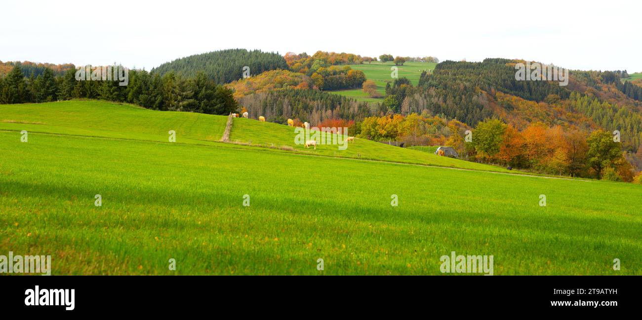 Panoramablick auf die deutsche Landschaft mit Dörfern in der Ferne/Kühe fressen/in Lampertstal und Alendorfer Kalktriften Stockfoto