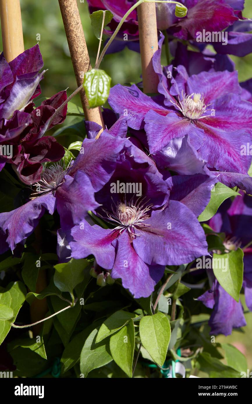Clematis Julka lila Blumen im Frühling, Sonnenlicht Stockfoto