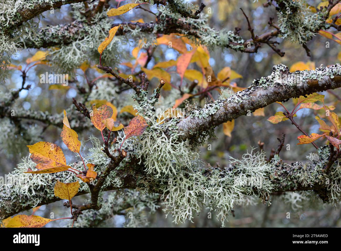 Rote Äpfel und Herbstblätter sind eine Kulisse für Flechten, die entlang der Äste wachsen, Cairngorms National Park, Oktober, Stockfoto