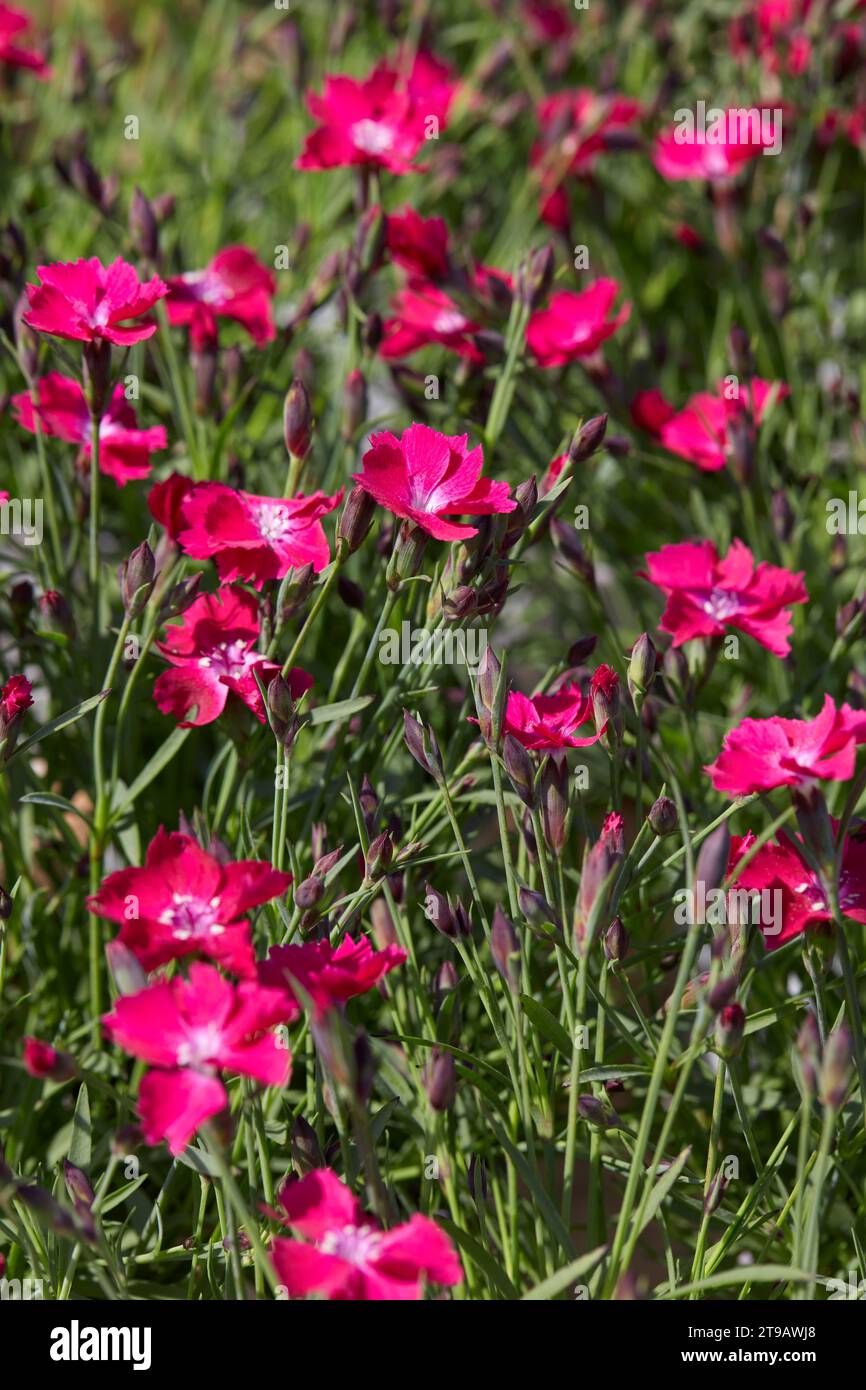 Dianthus, rosa rote Zwergnelke Blumen und Pflanzen Textur Hintergrund im Frühling, Sonnenlicht Stockfoto